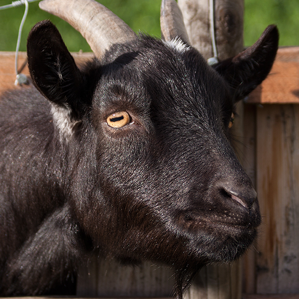 I talked to a goat owner about Goat Yoga!