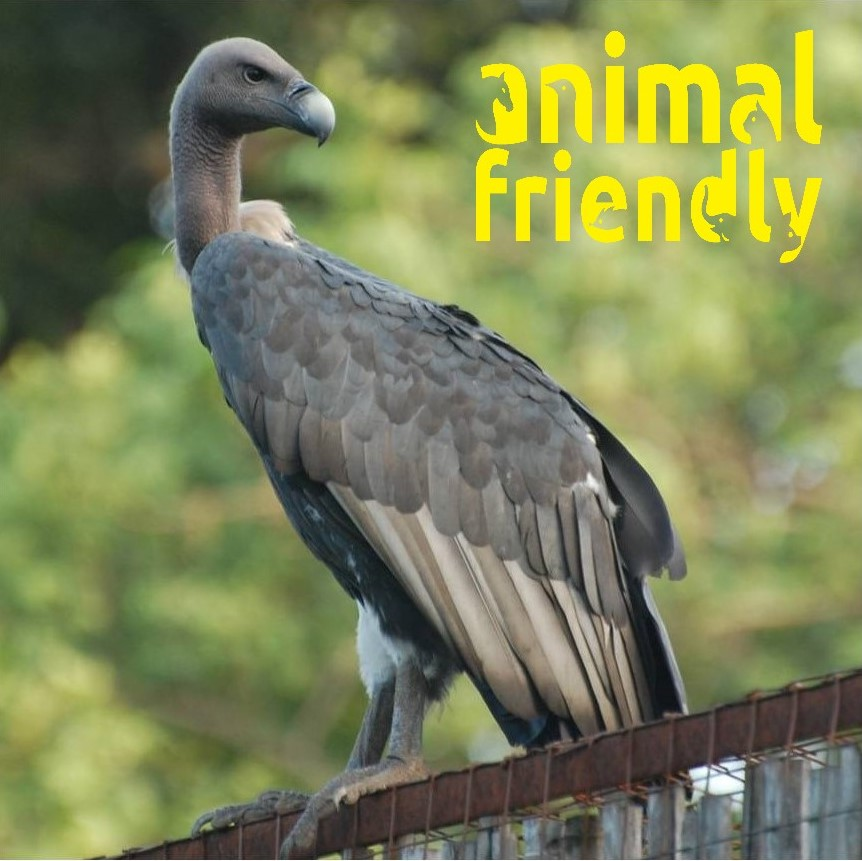 Vultures are not harbingers of death, but partners in cleaning up the  environment, Home and Garden