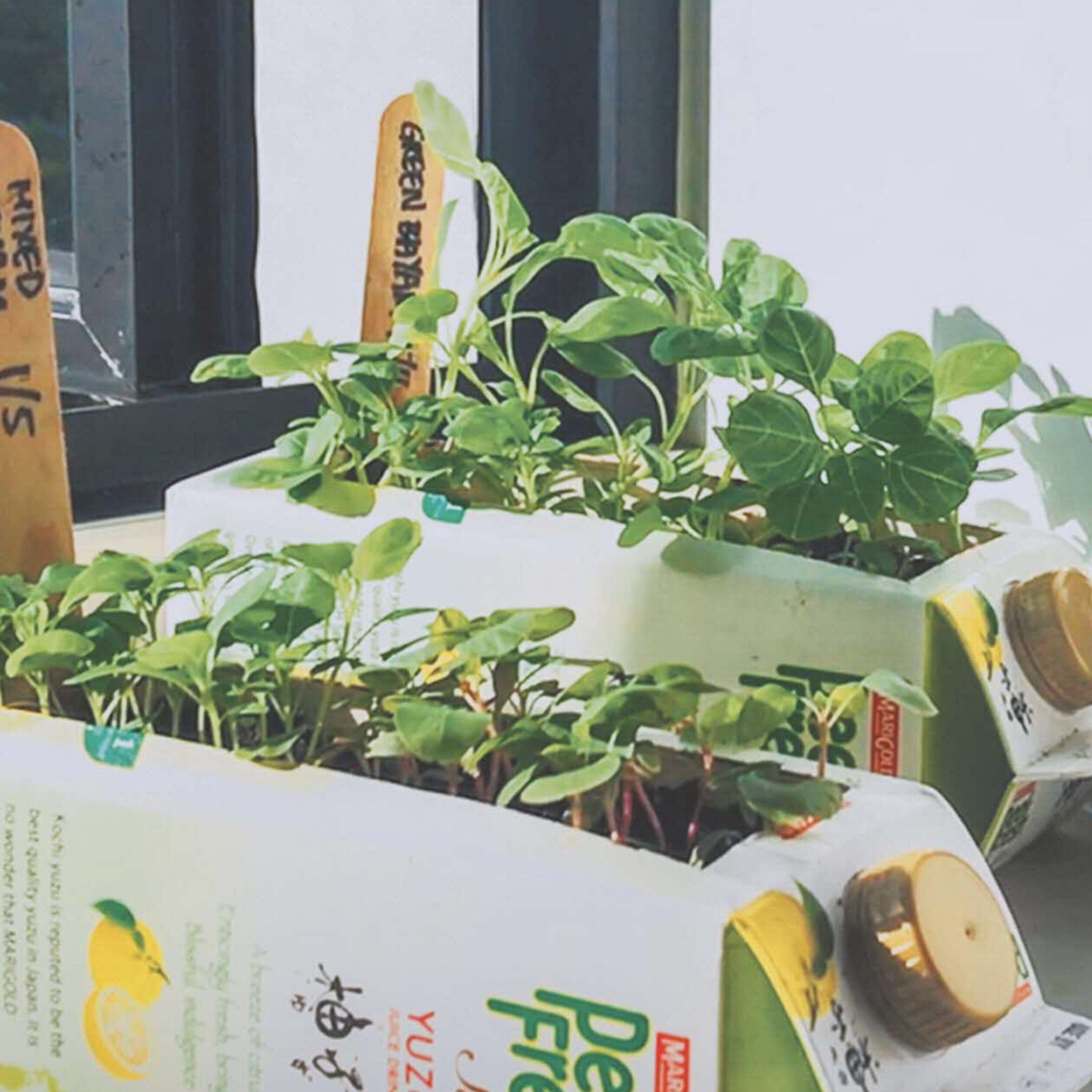6 steps on how to start growing your own edibles at home - Live More by DBS - Ep.2: