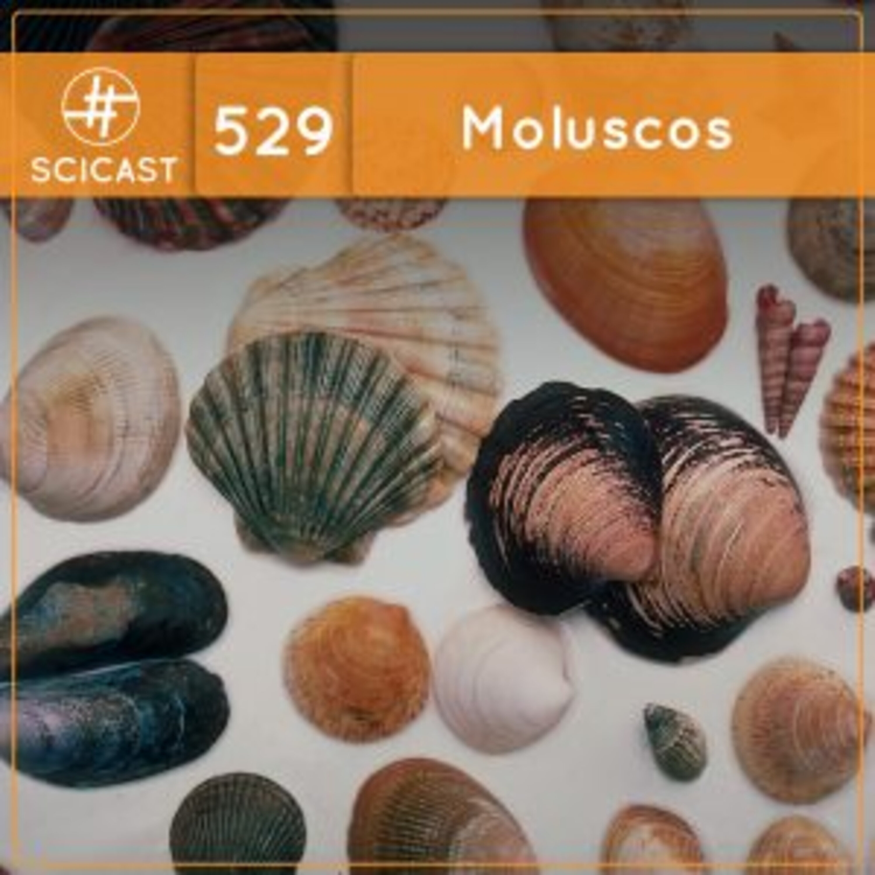 Moluscos (SciCast #529)