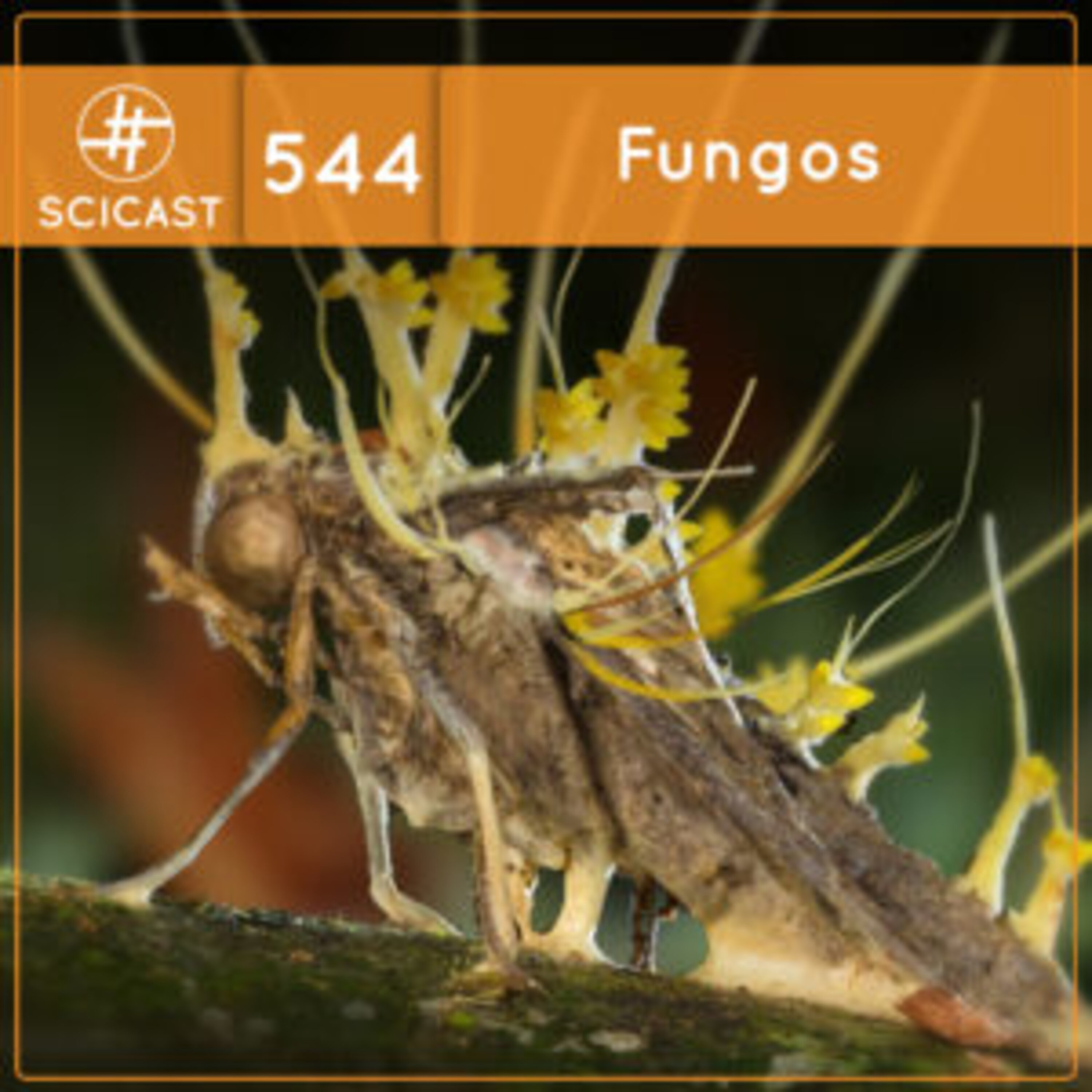 Fungos (SciCast #544)