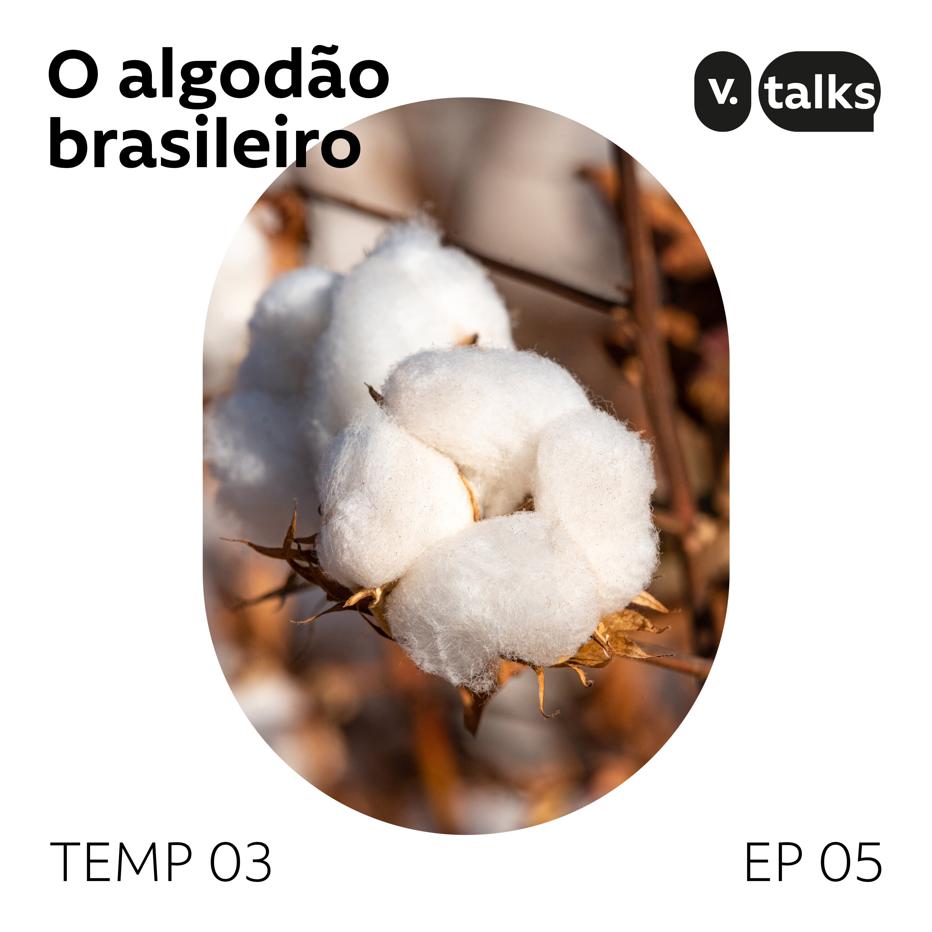T03 #05 - O algodão brasileiro