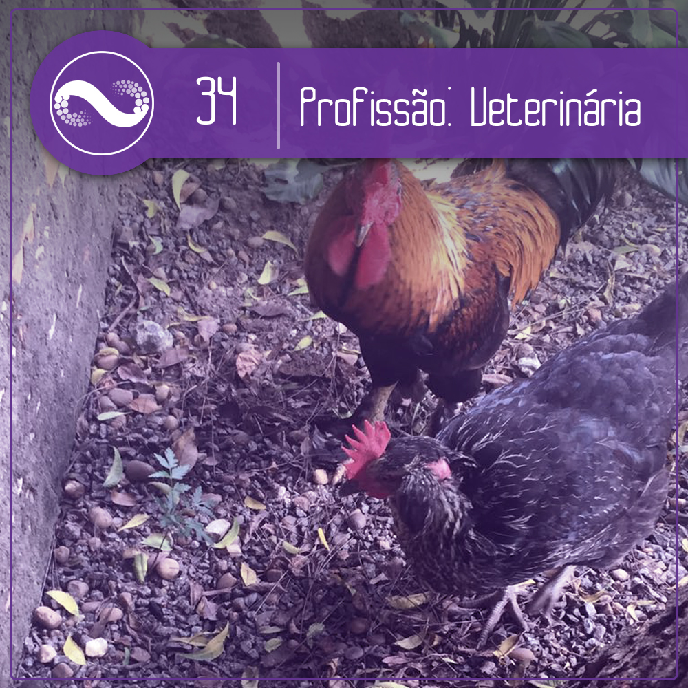 Miçangas #34: A Veterinária, A Popó e a Bananeira