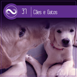 Miçangas #37: Bichinhos de Estimação, de Cãozinho a Tamanduá