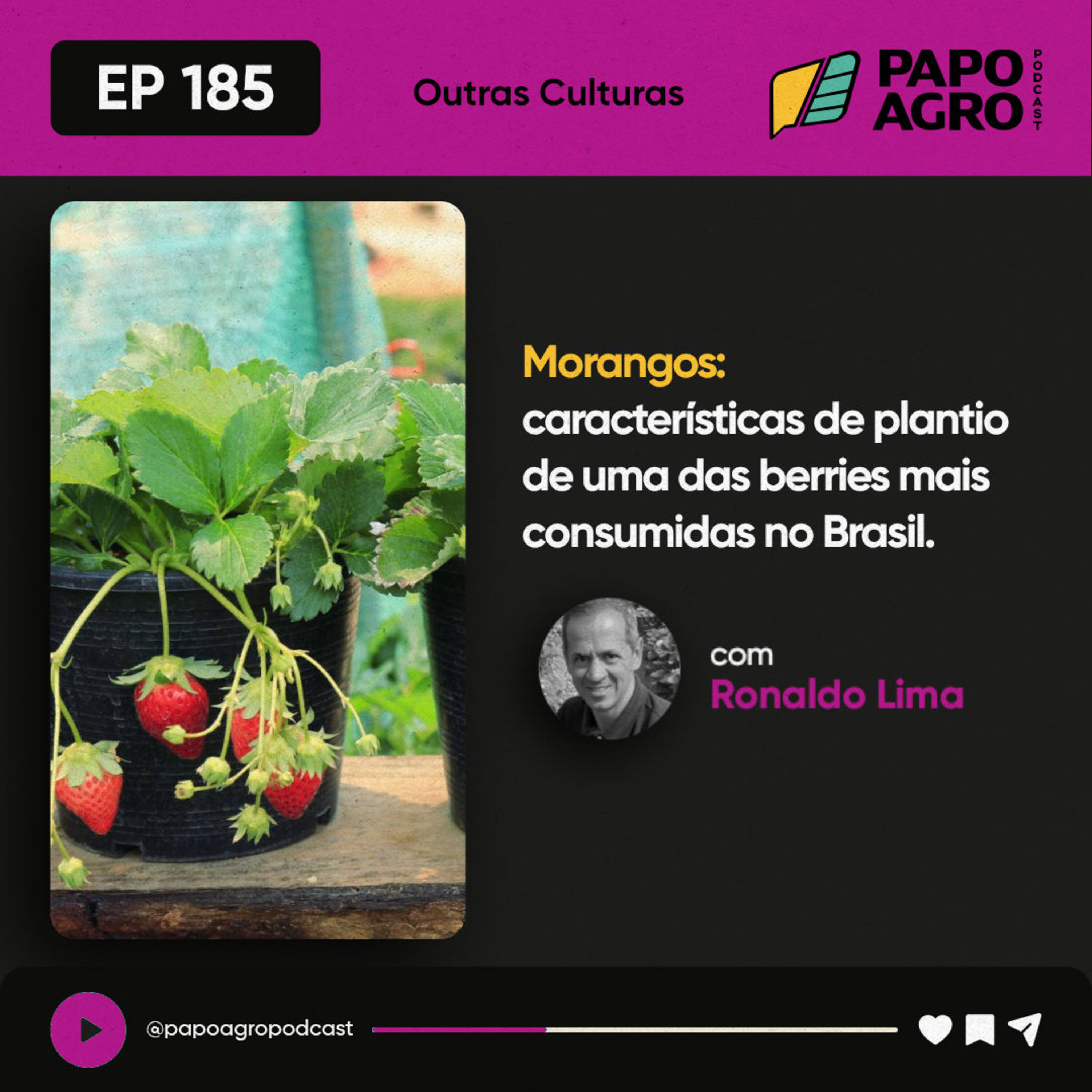 PA185 - Outras Culturas - Morangos