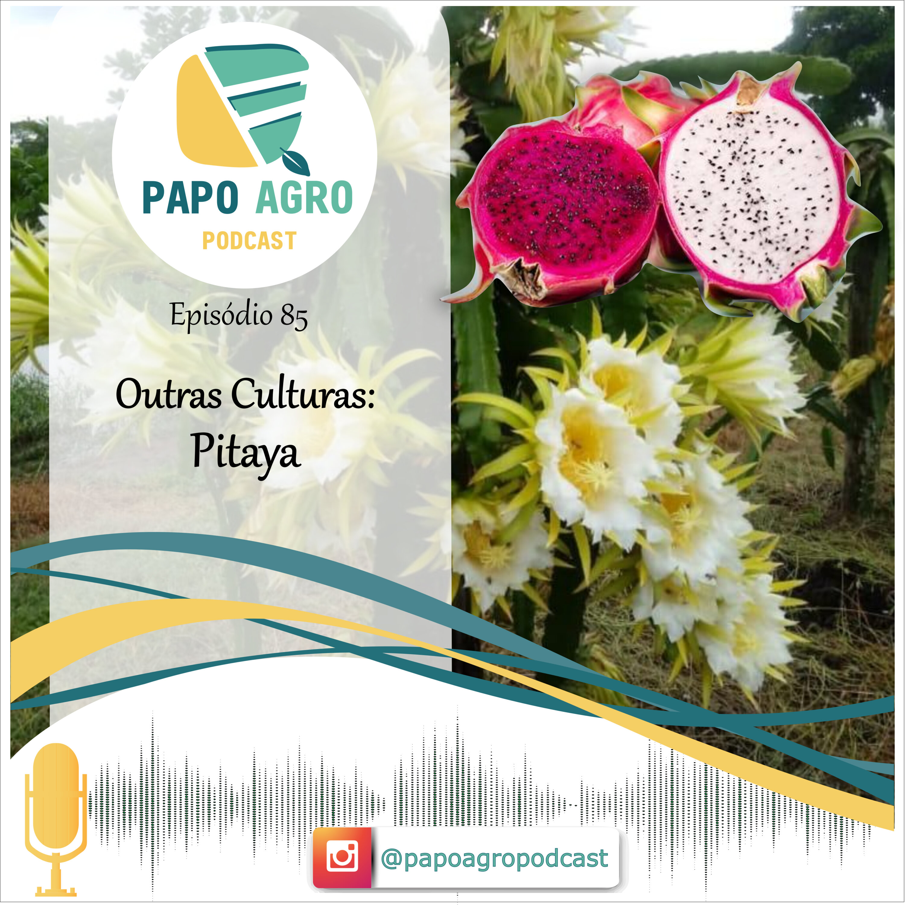 PA85 - Outras culturas - Pitaya