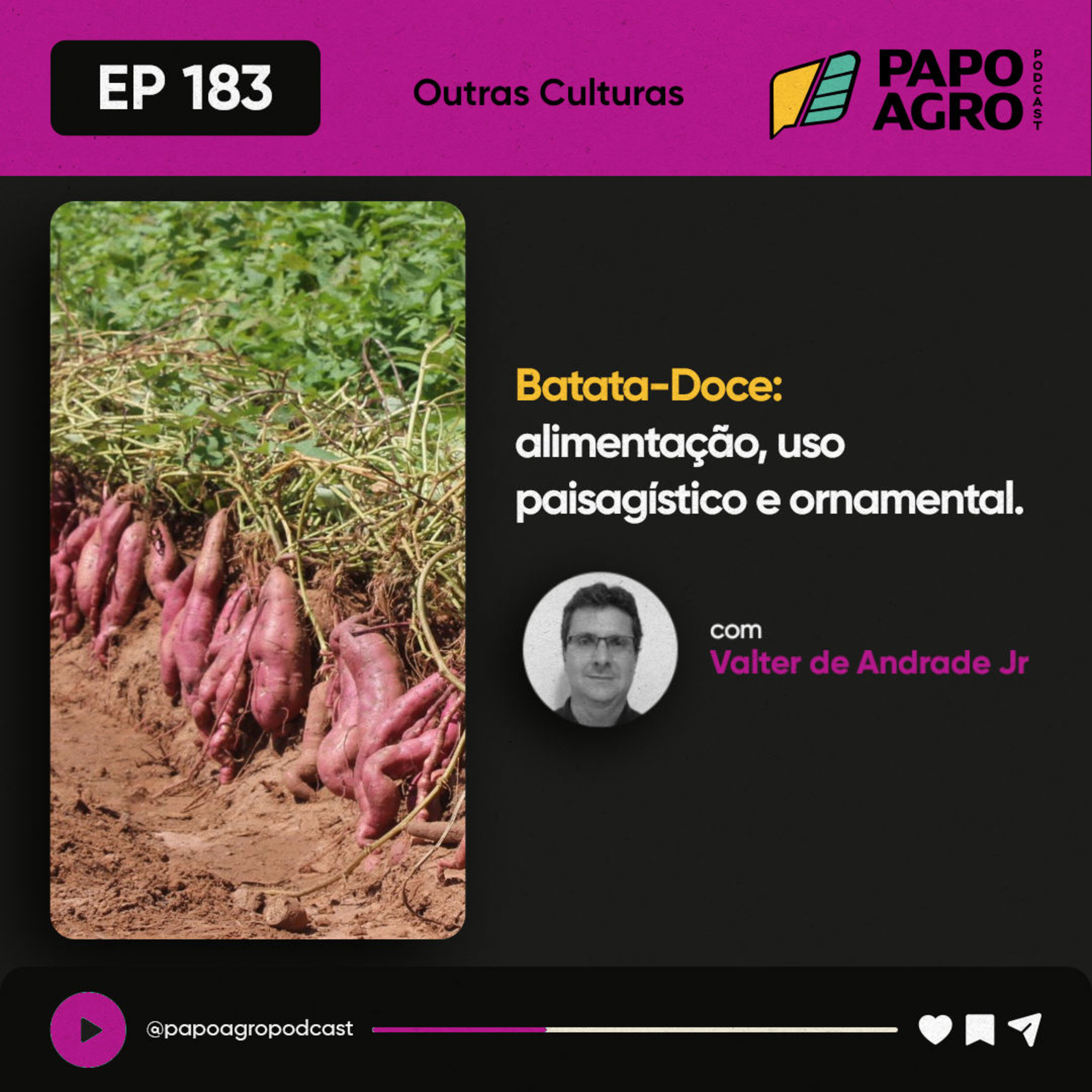 PA183 - Outras Culturas - Batata Doce