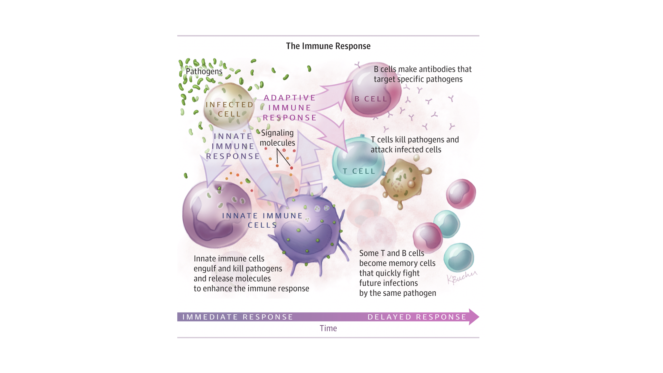 Dr. Matthew Sorenson discusses how the human immune system relates to Multiple Chronic Conditions