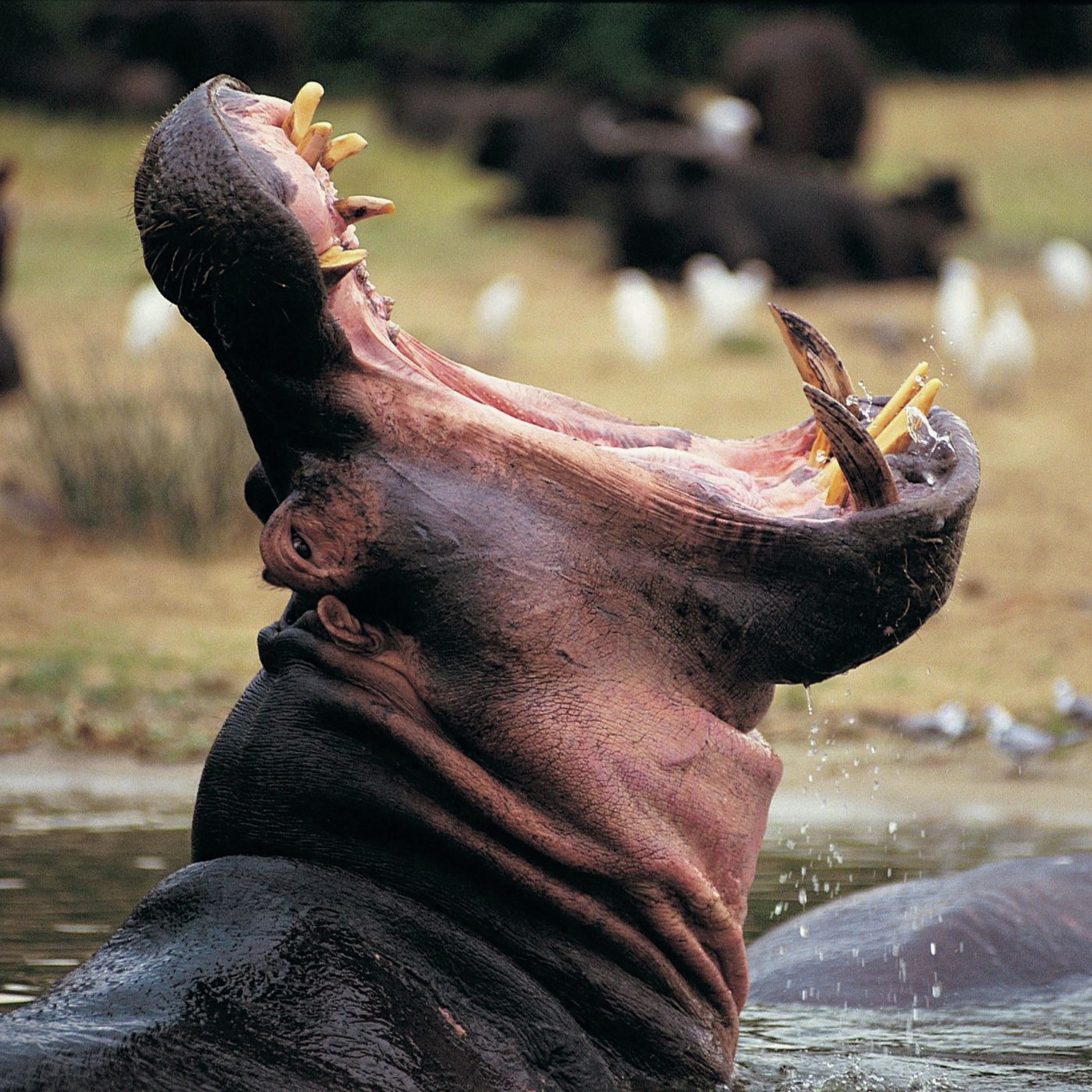 "I was swallowed by a hippo"