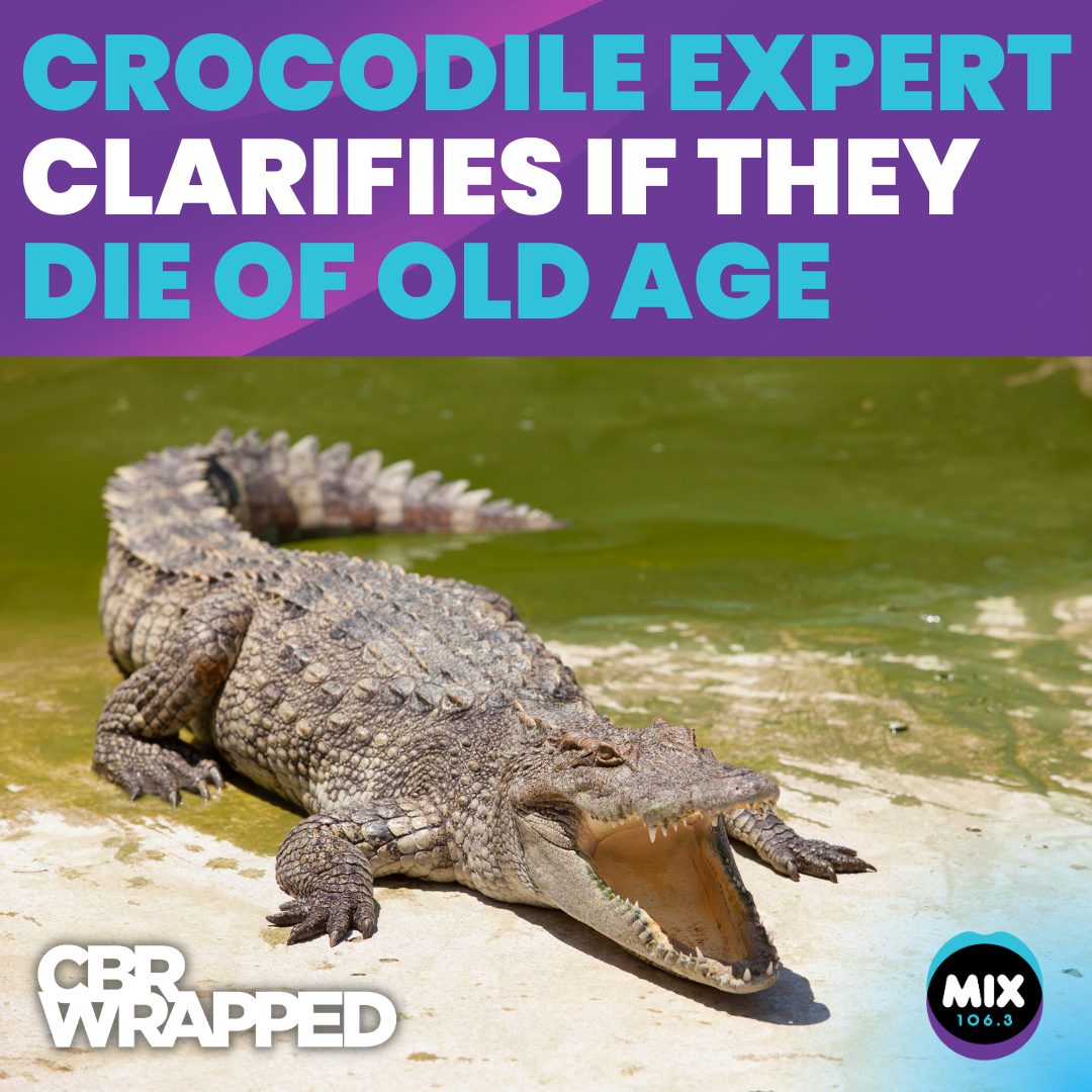 “CROCODILES CAN’T DIE OF OLD AGE” – Expert Clarifies episode artwork