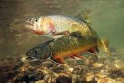 Darren Kerwin- Hooch's fishing report Aug 1 episode artwork