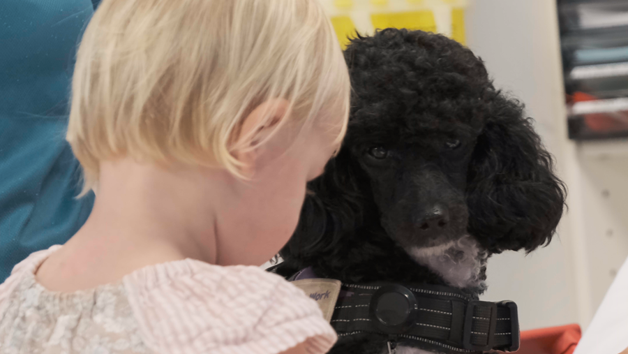 Big Rivers Regional Executive Director Angela Brannelly says therapy dog Daisee, a non-allergenic poodle is doing the rounds at Katherine Hospital, comforting patients and helping to reduce their anxiety