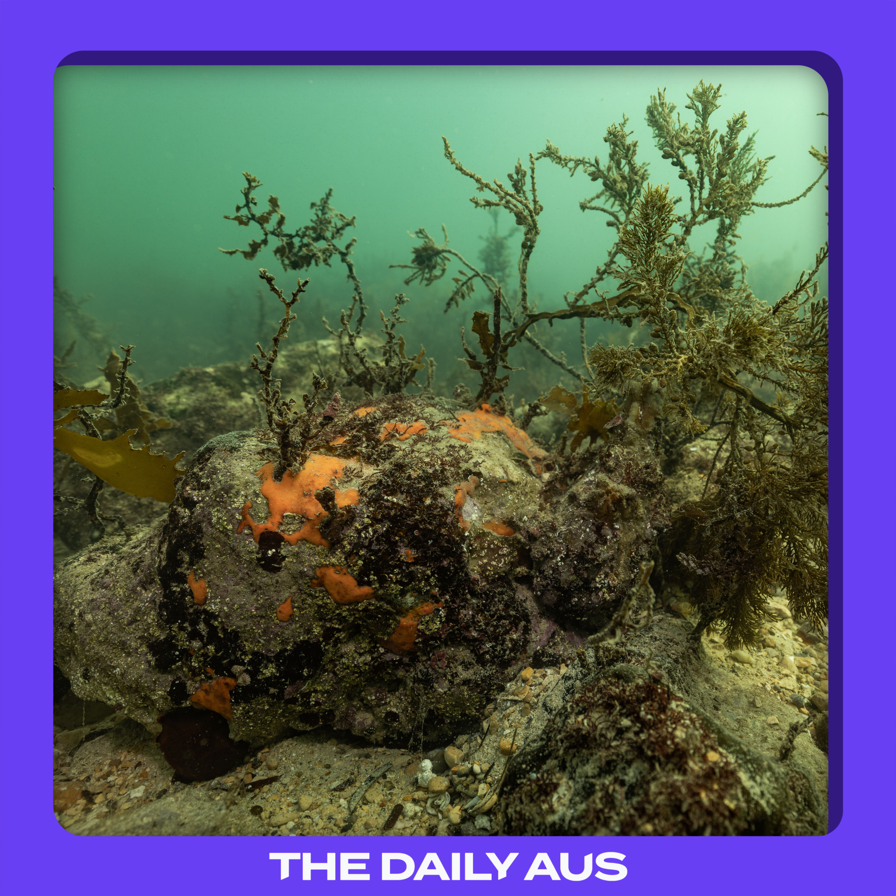 The marine disaster threatening South Australia