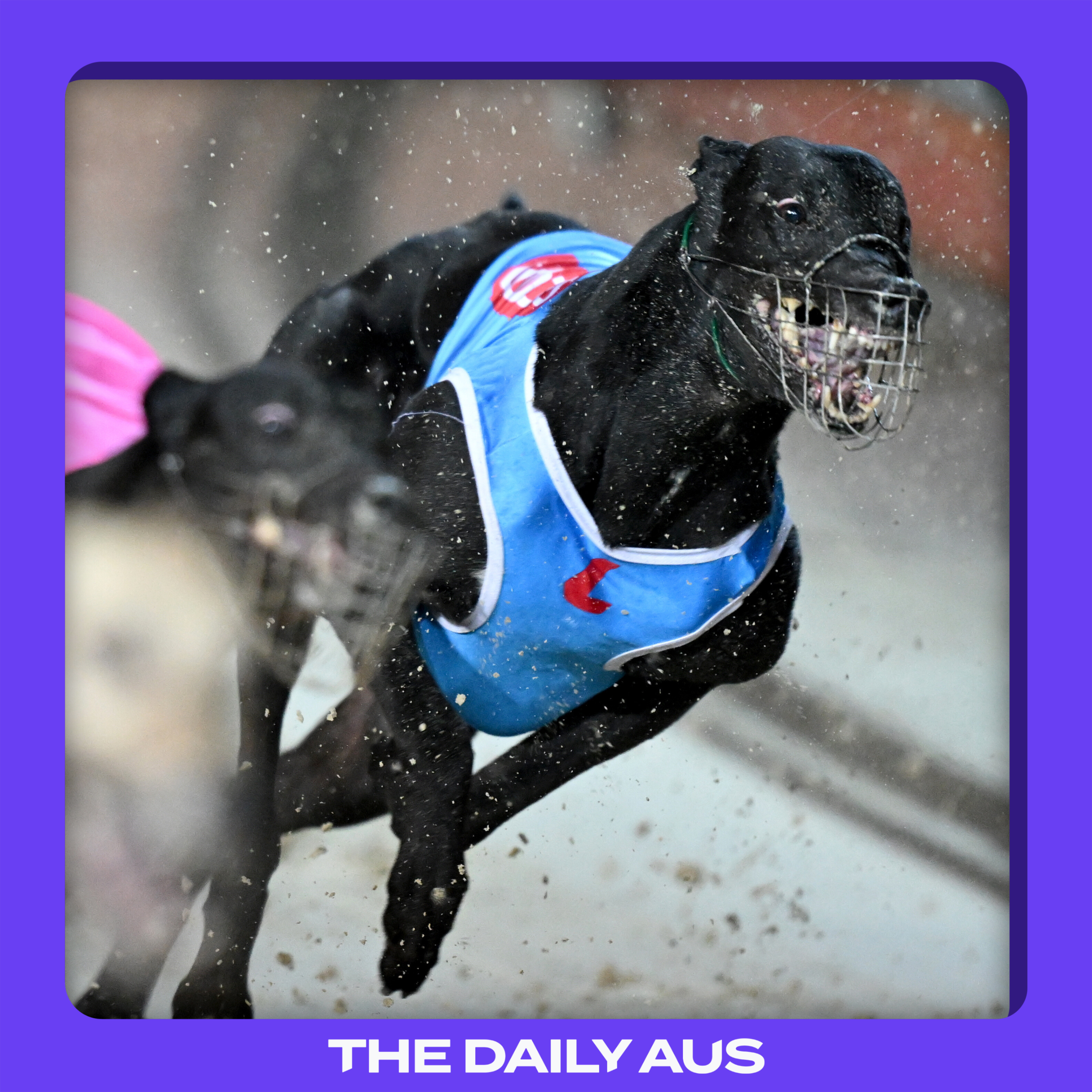 The demise of greyhound racing
