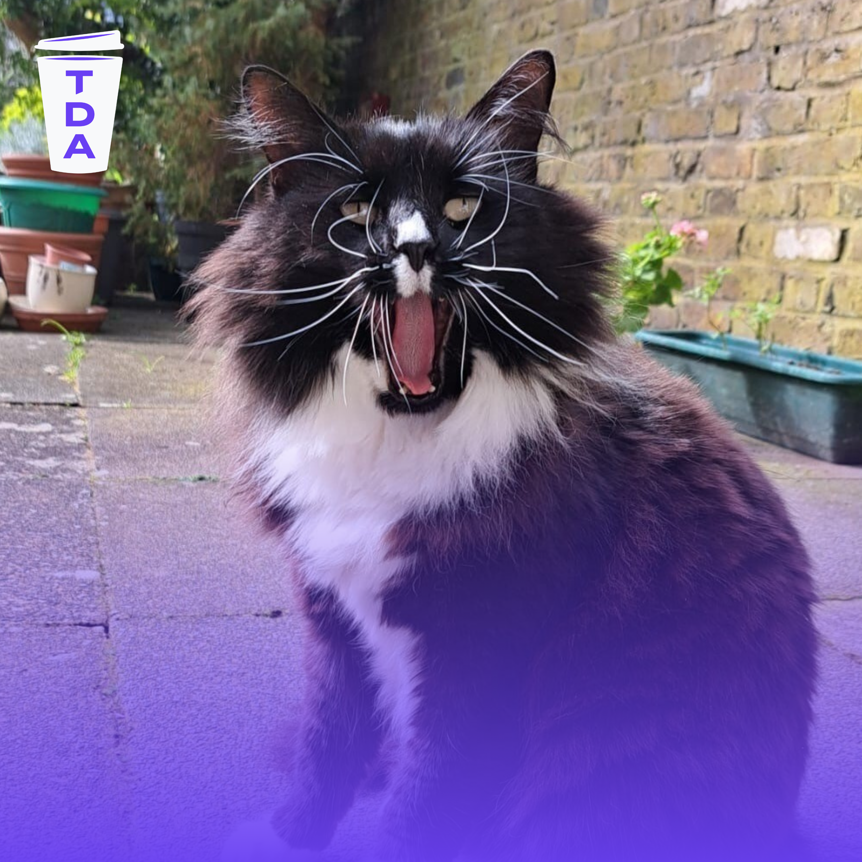 The stray cat bringing joy to a women's shelter