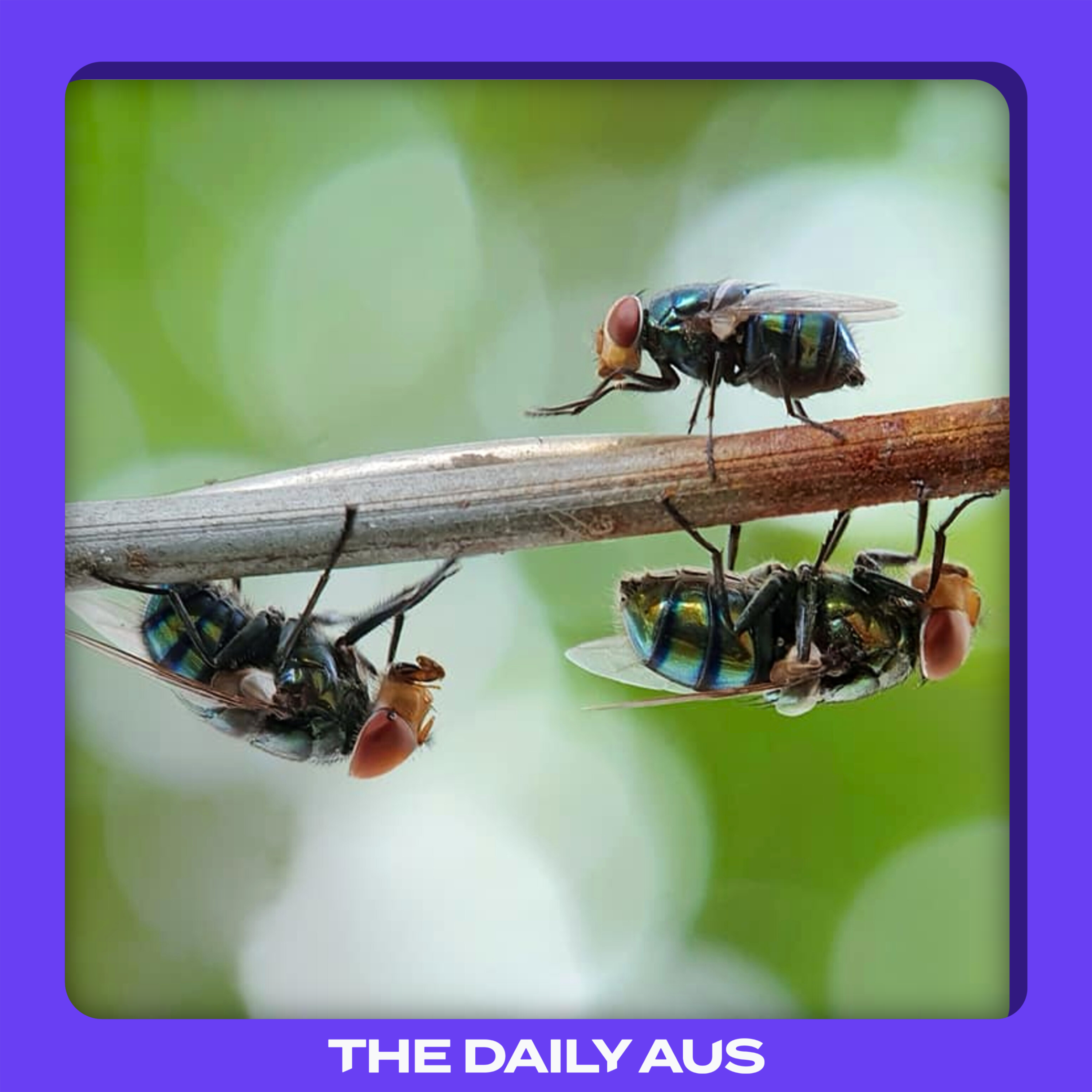 Why are there more flies right now?