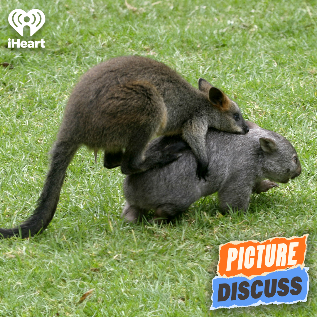 A Wallaby Riding A Wombat (Concetta Caristo & Tom Walker)