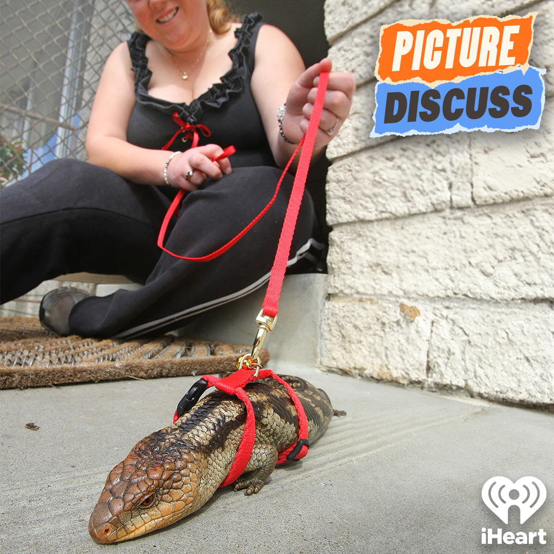 A Leashed Lizard (Michael Hing & Nikki Britton)
