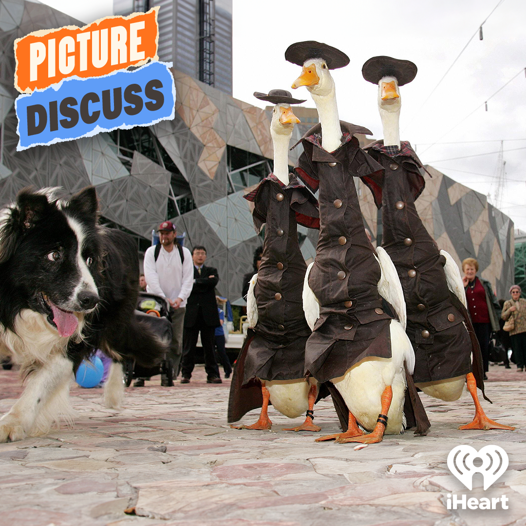 [RERUN] Geese In Hats (Kyran Wheatley & Bronwyn Kuss)