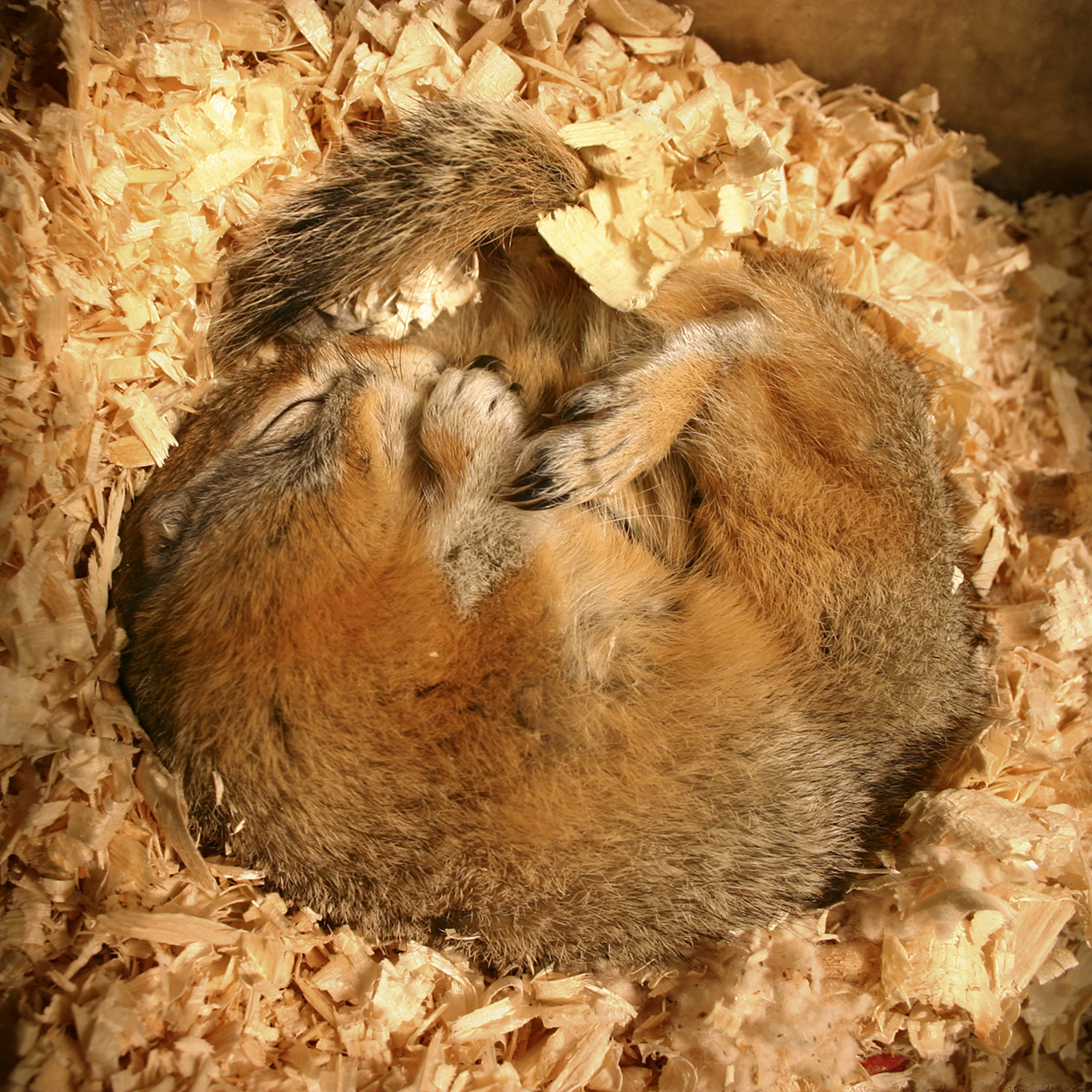 WILD BITES: How can arctic squirrels help us get to Mars?