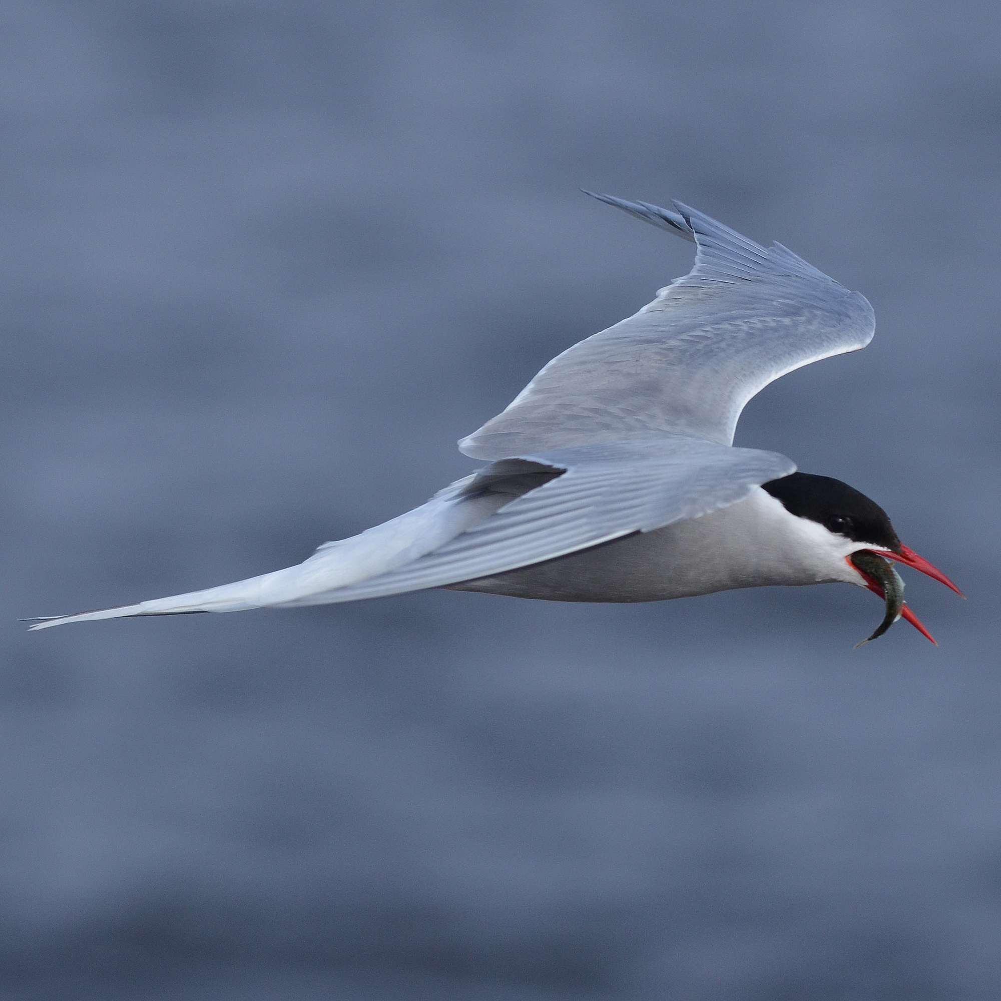 WILD BITES: What’s the longest migration in the animal kingdom?