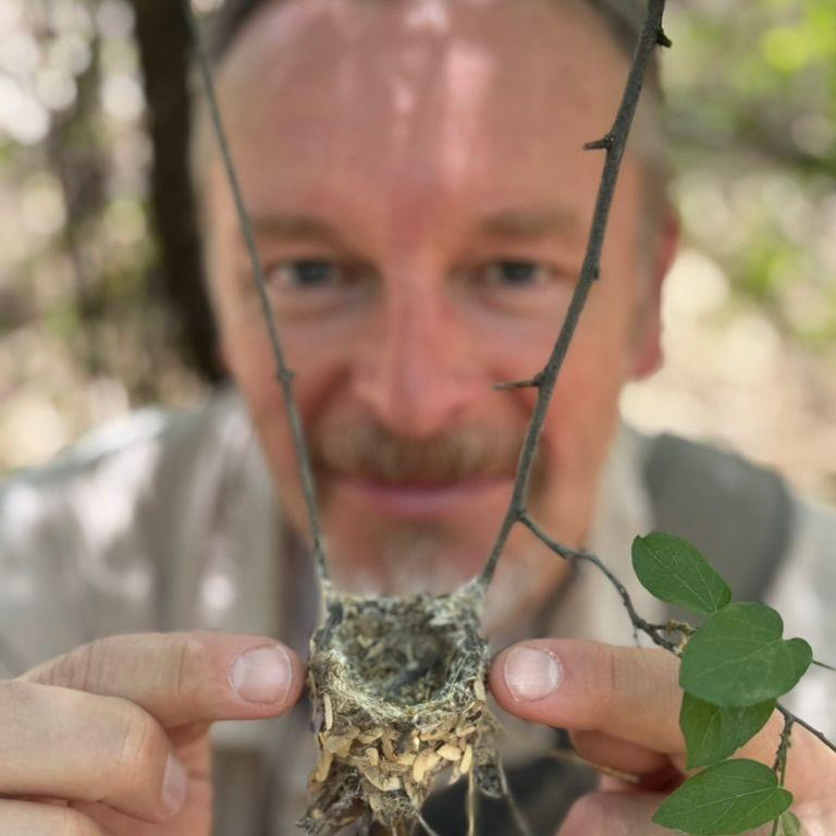 Tiny but tough: Hummingbirds of the Arizona desert