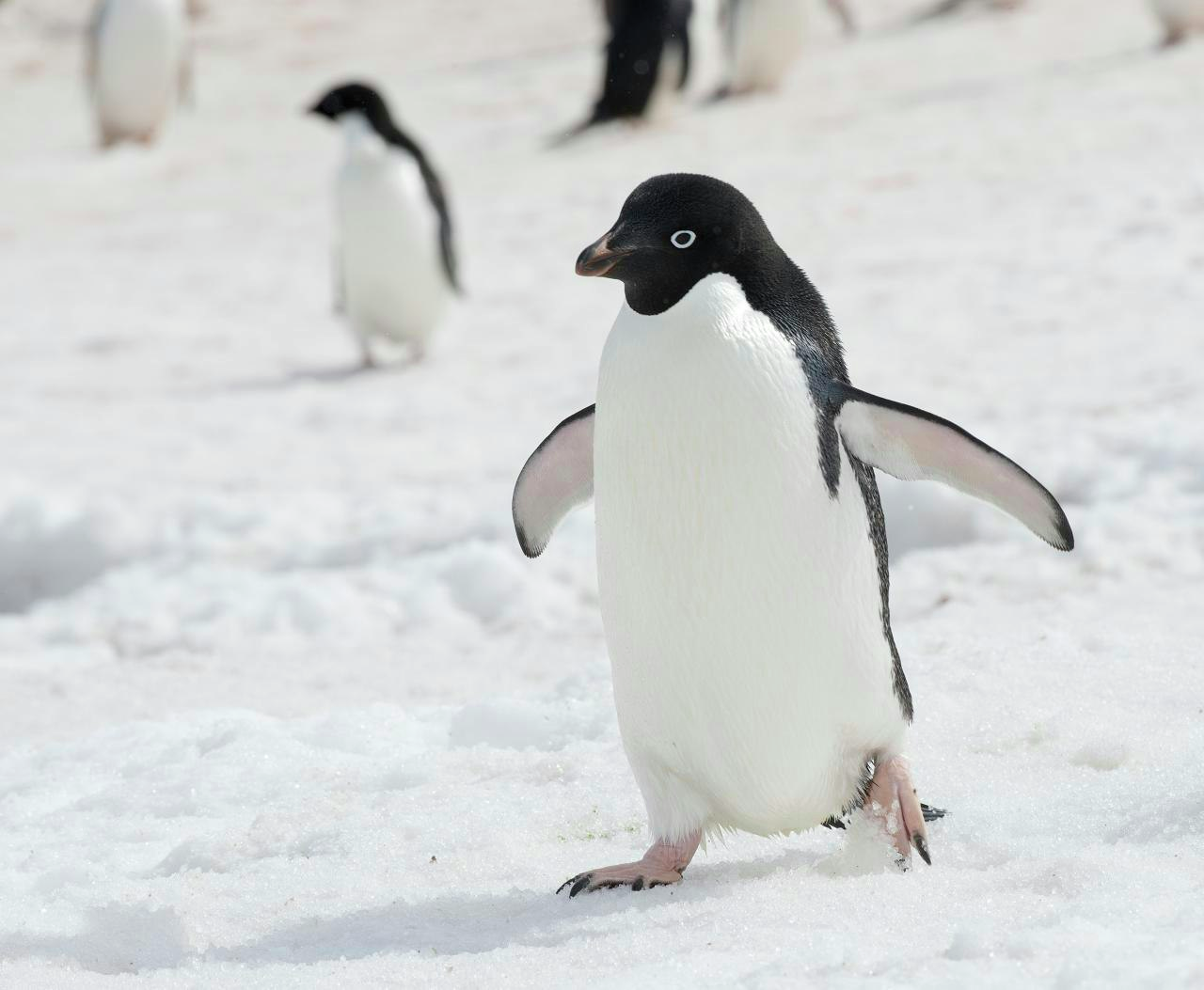 A harsh life among ‘super over-caffeinated’ penguins (reprise)
