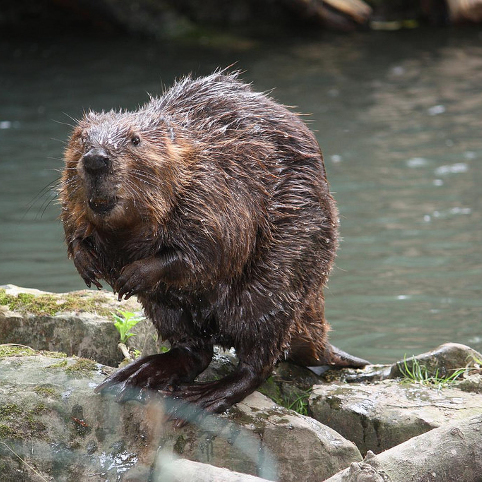 Leave it to beavers, seriously