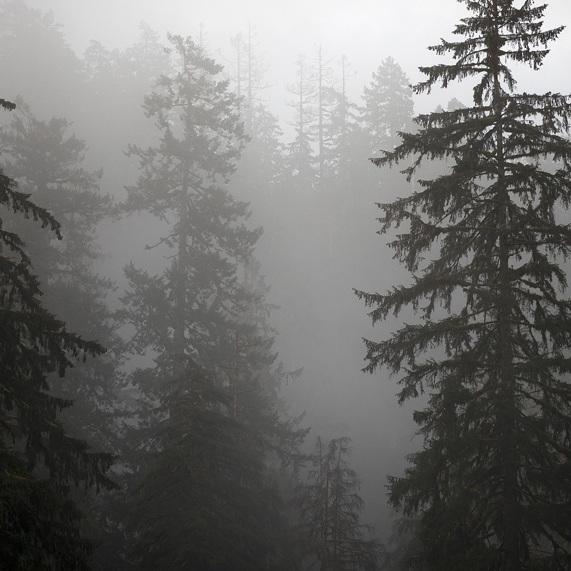 The secret lives of trees