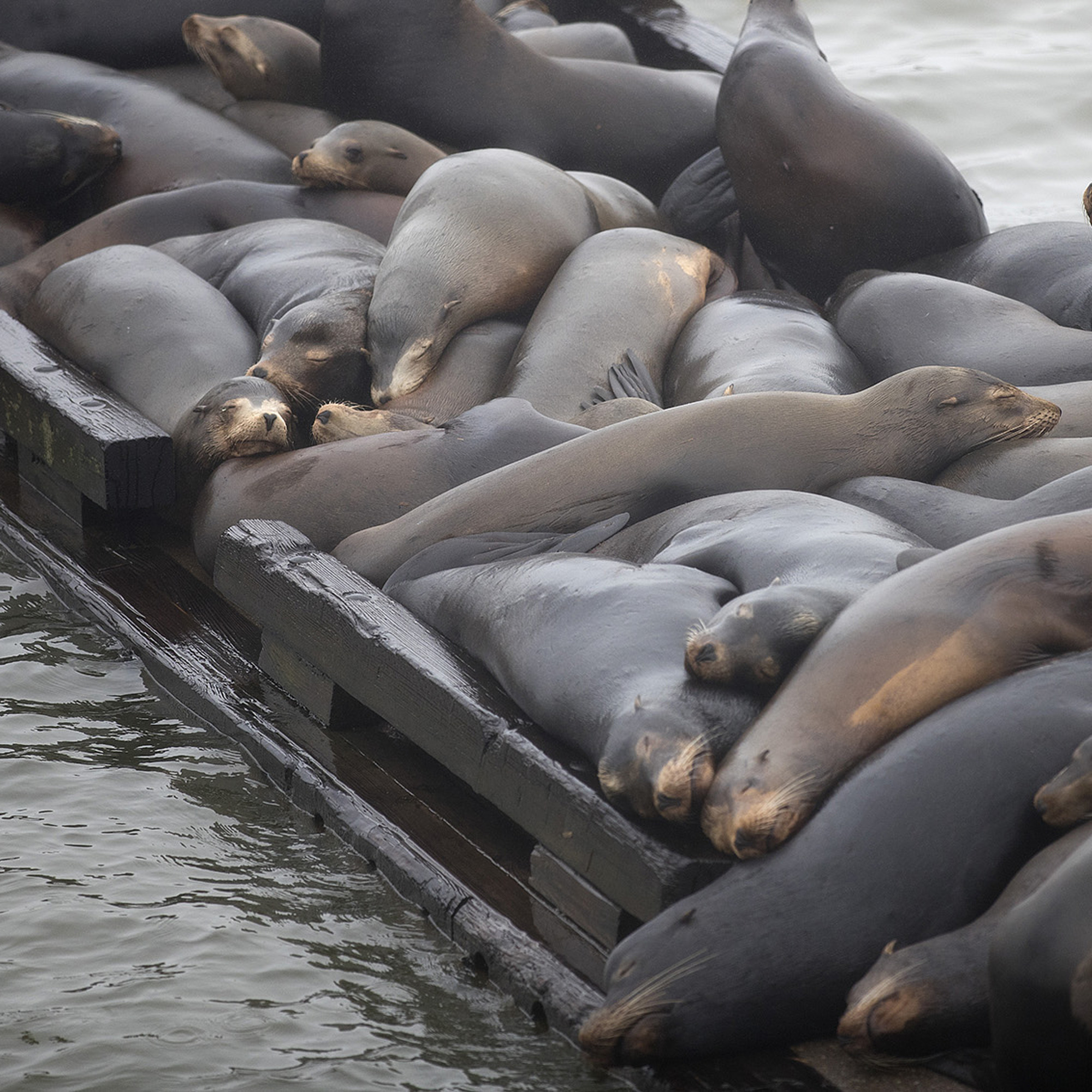 Bombs, guns and sea lions