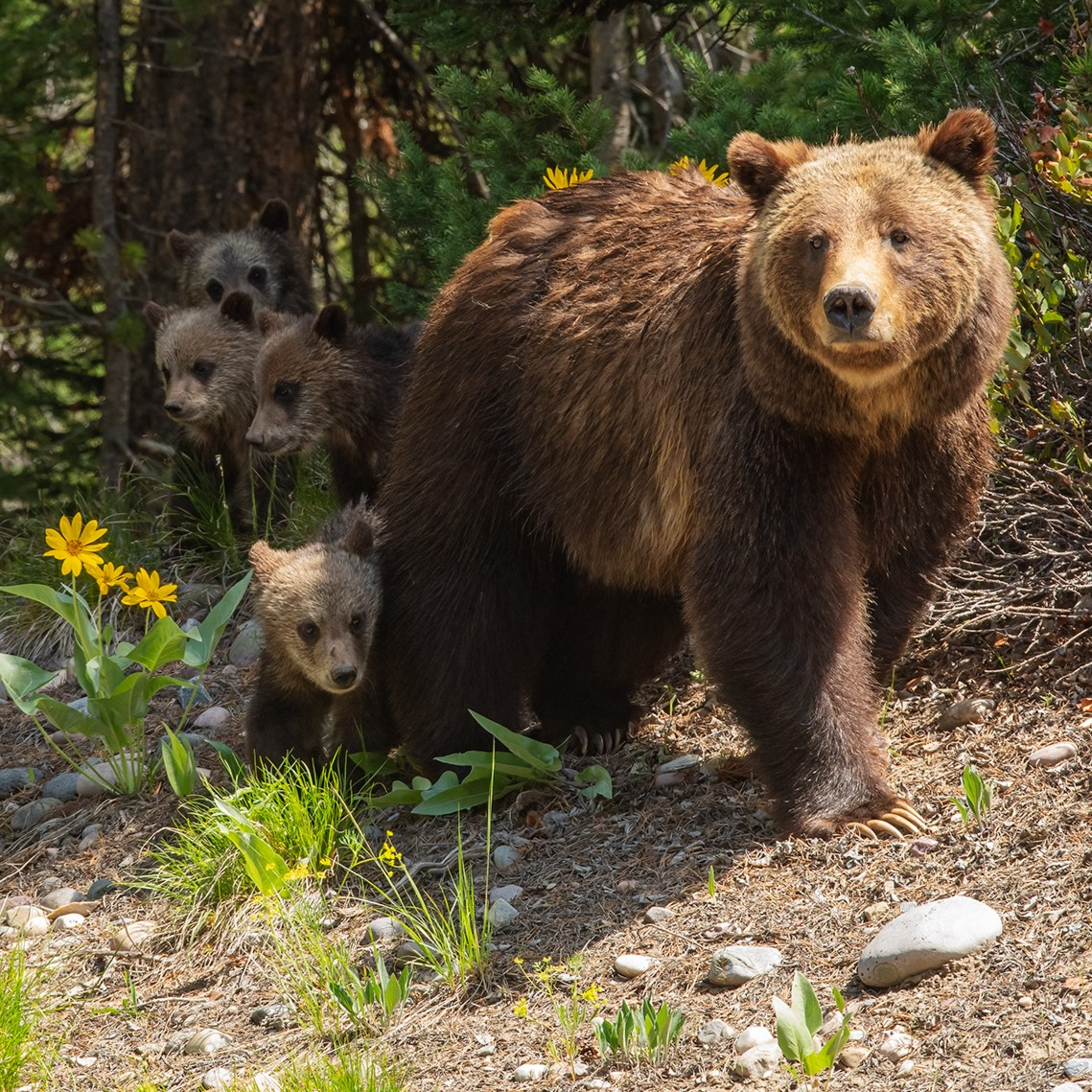 Chris remembers Bear 399