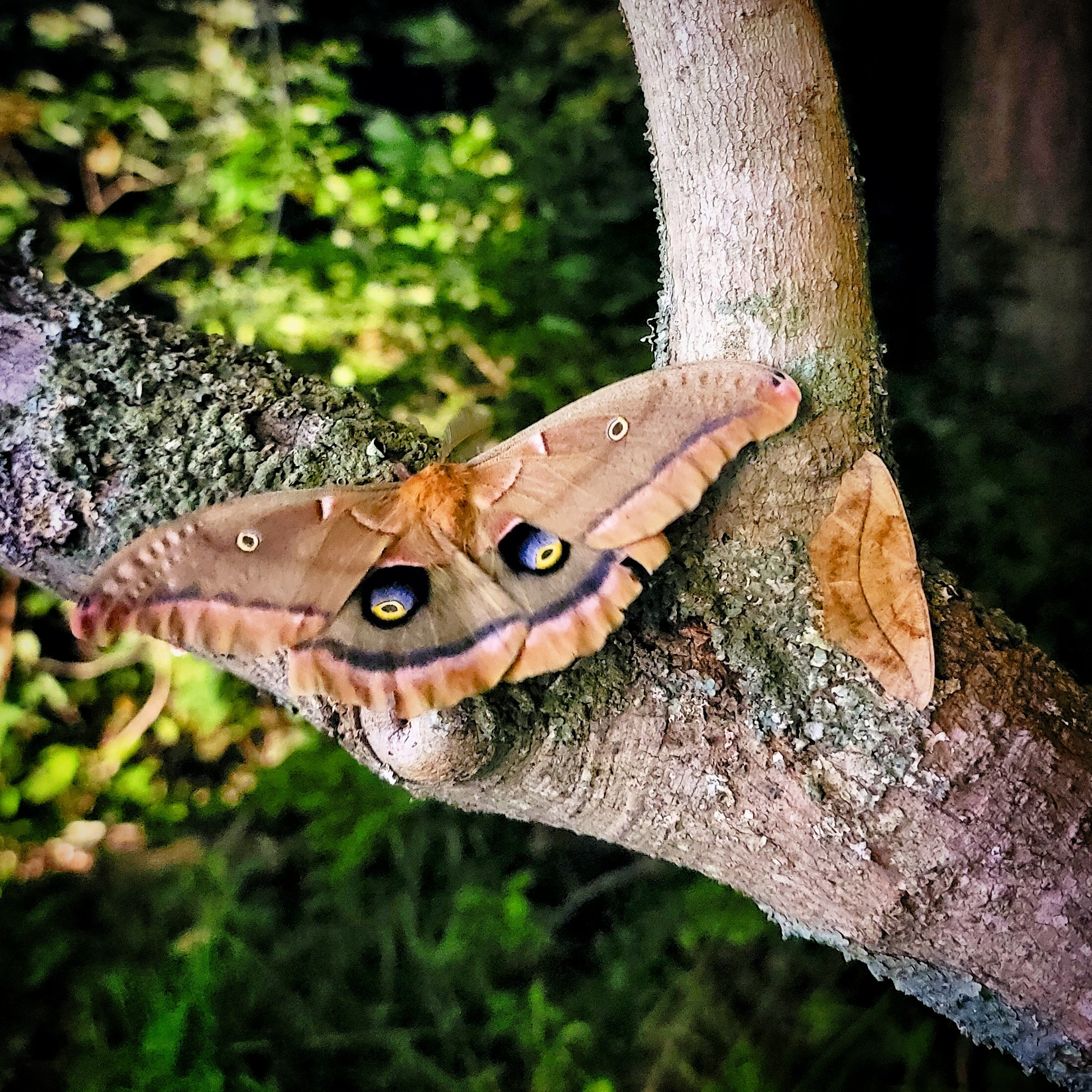 Leigh Ann Henion: Darkness, and the creatures of the night