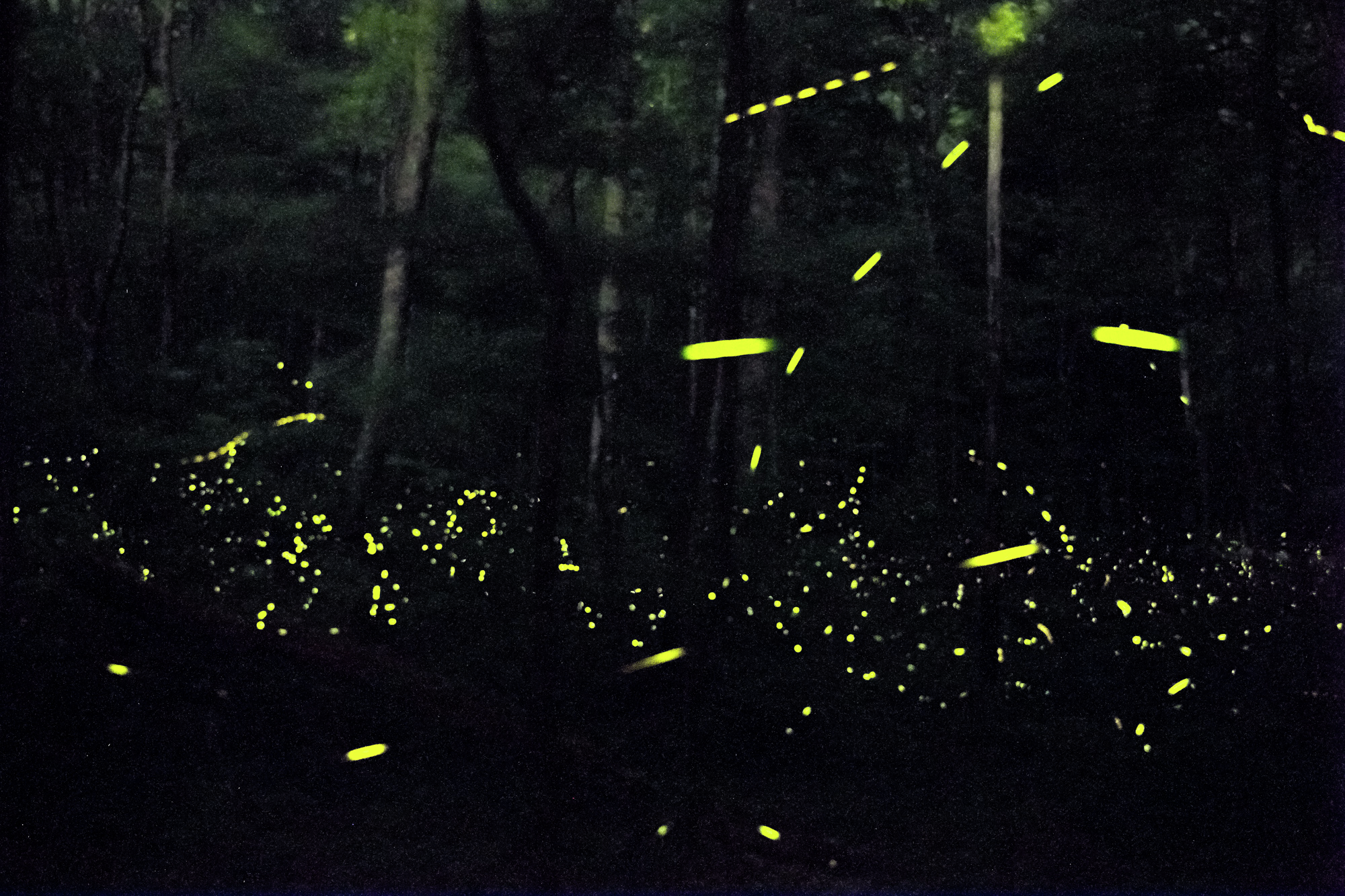 Great Smoky Mountains National Park: Fireflies in synchrony