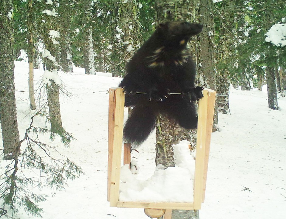 True grit: the wild wolverine (reprise)