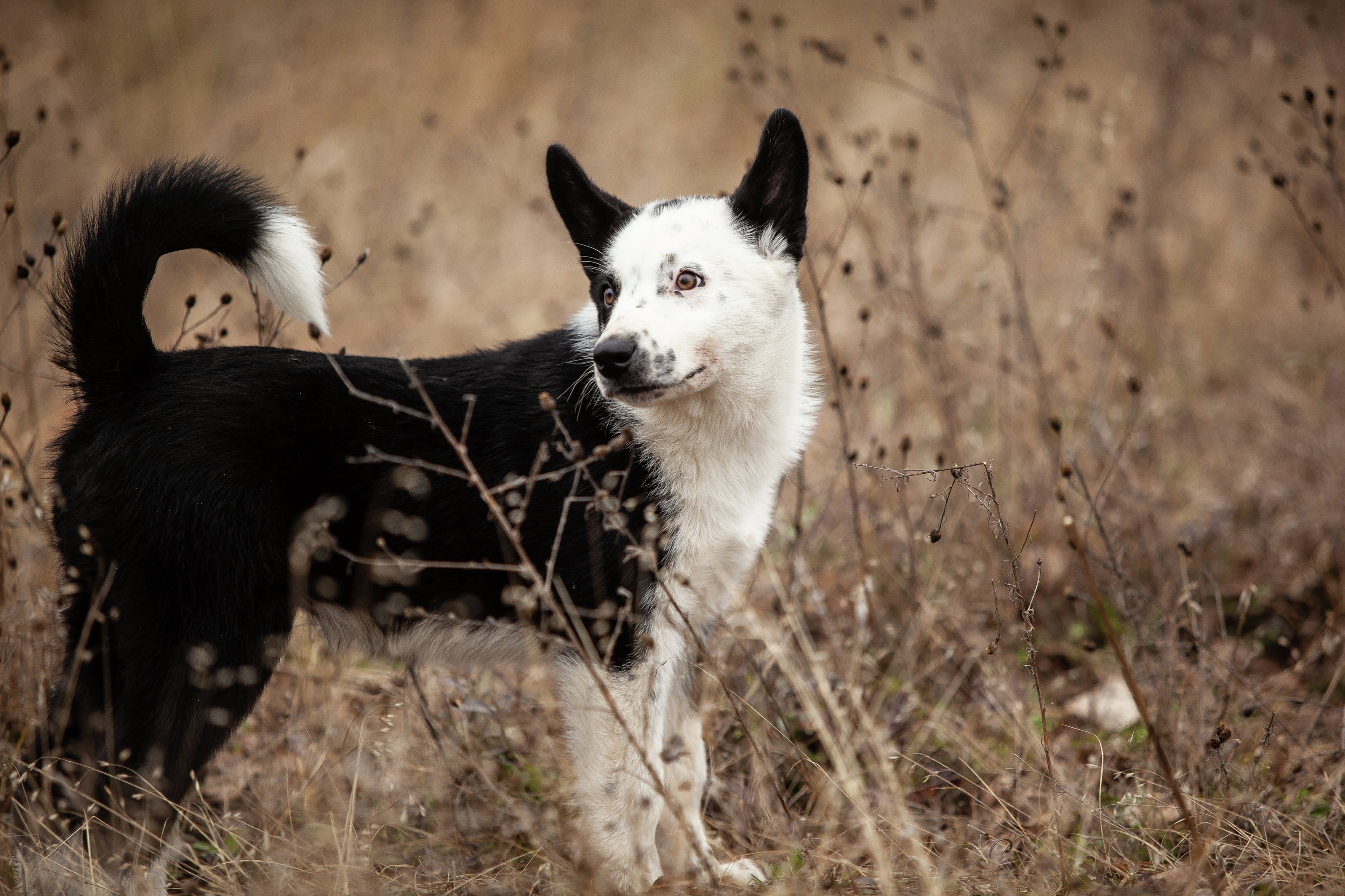 The wildlife super dog (reprise)