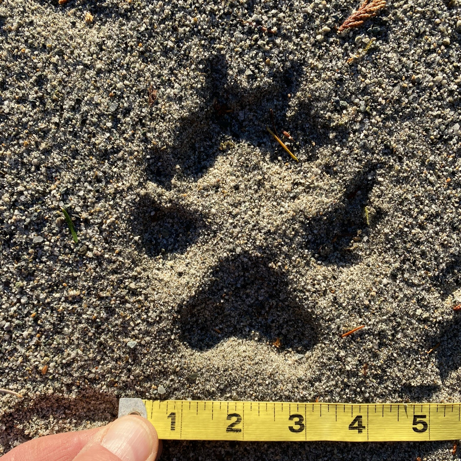 North Cascades National Park: The wolf comes home