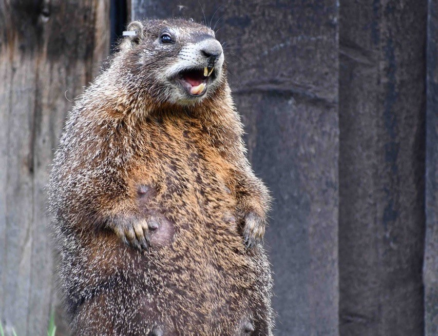 Dan Blumstein: Fear and listening to your inner marmot