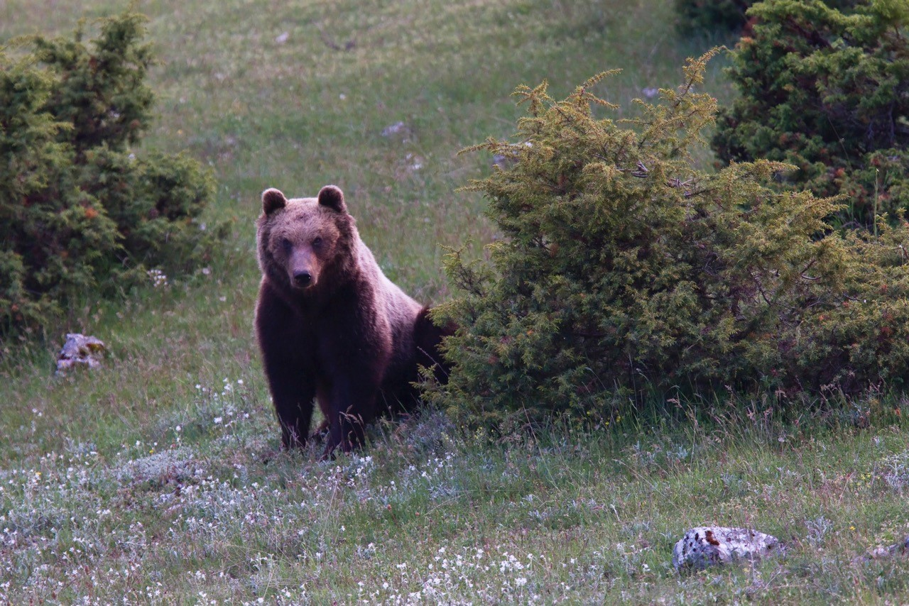 These Italian bears survived gladiators and Mussolini (reprise)