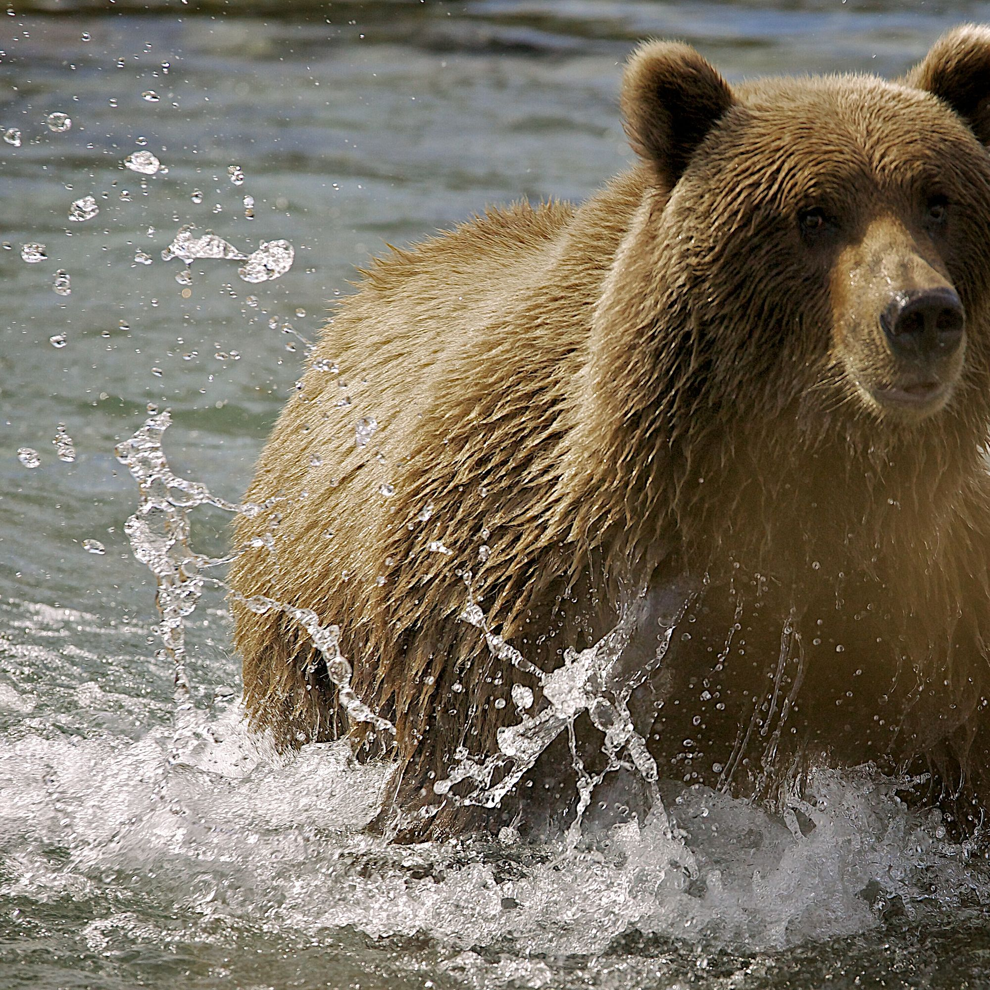 The ‘ghost bears’ of Washington state