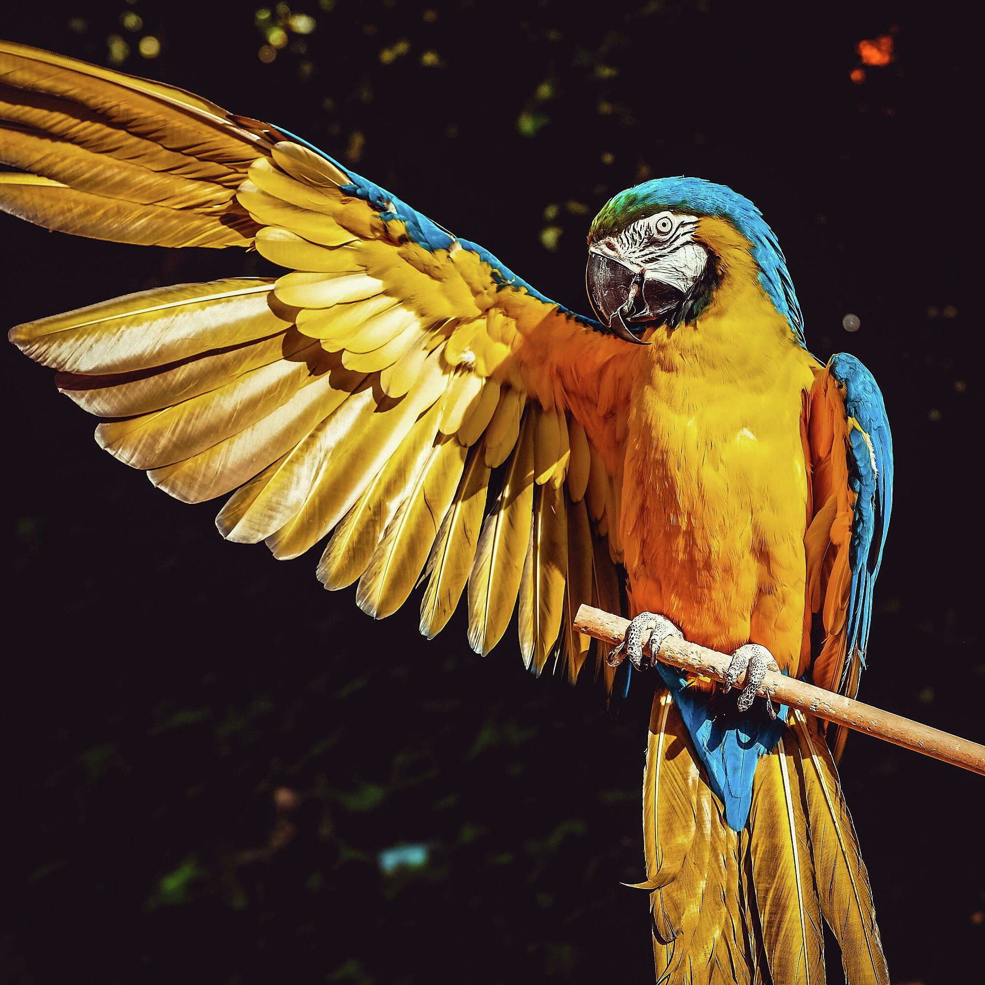 Words In Review: AI or 'stochastic parrots'? episode artwork