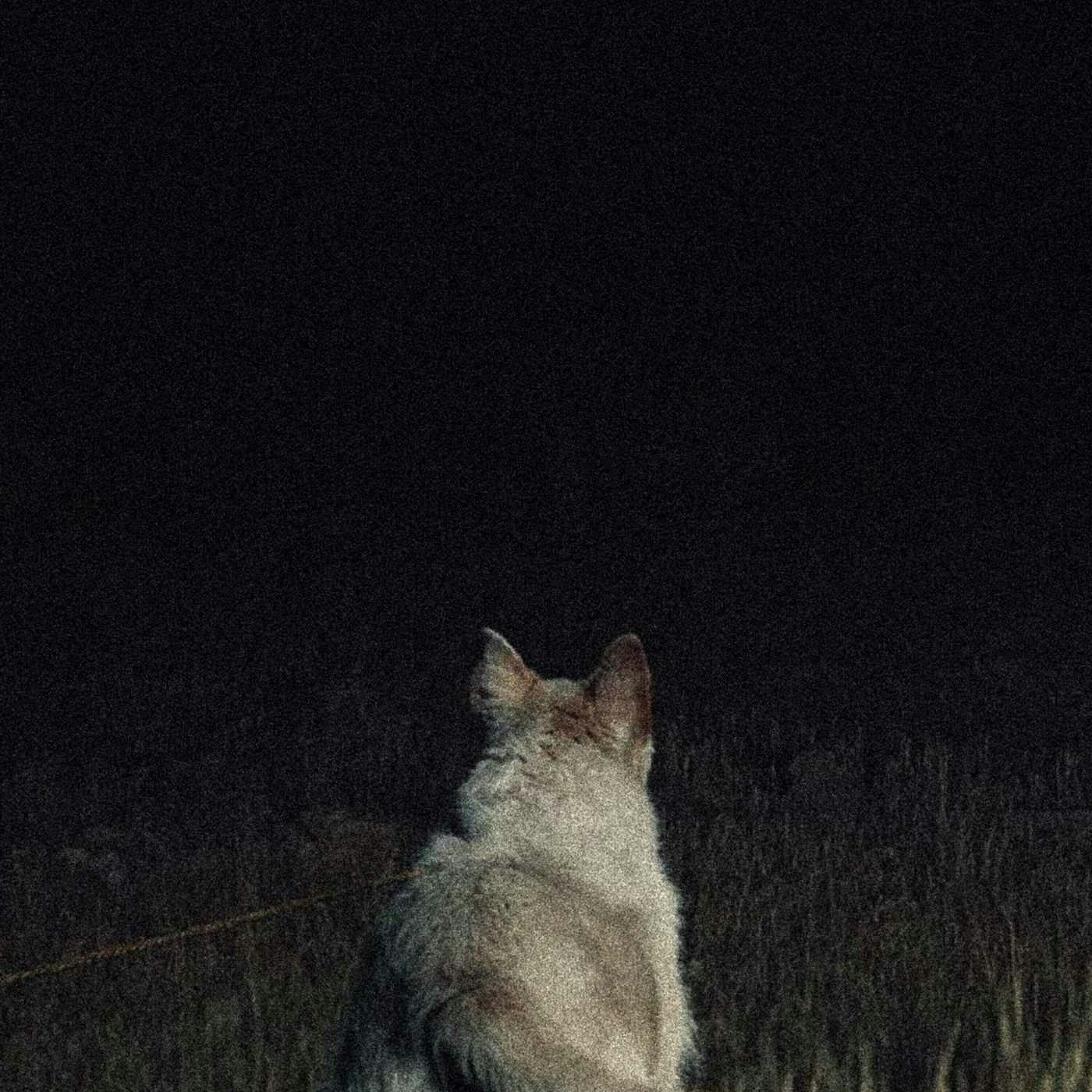 A qué le ladran los perros