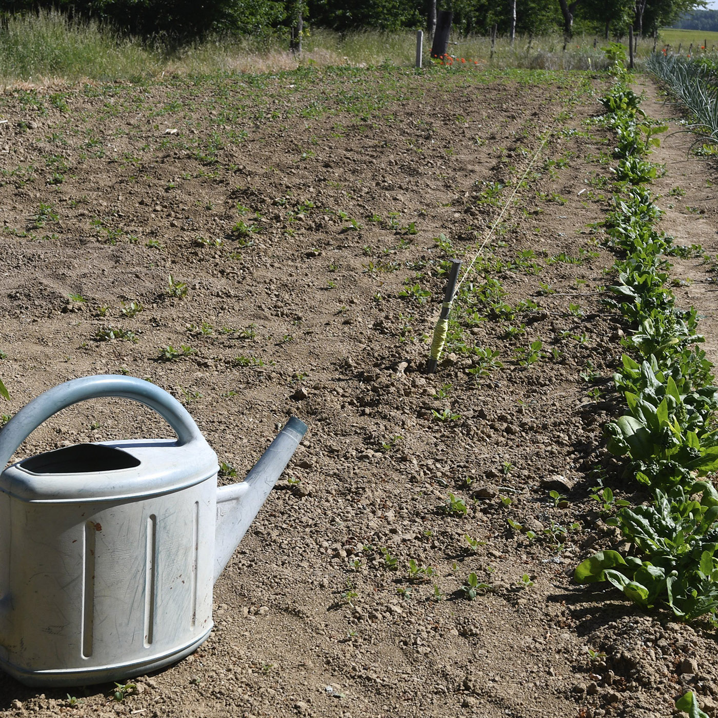 #223. Beleggen in regenwater als wapen tegen de droogte