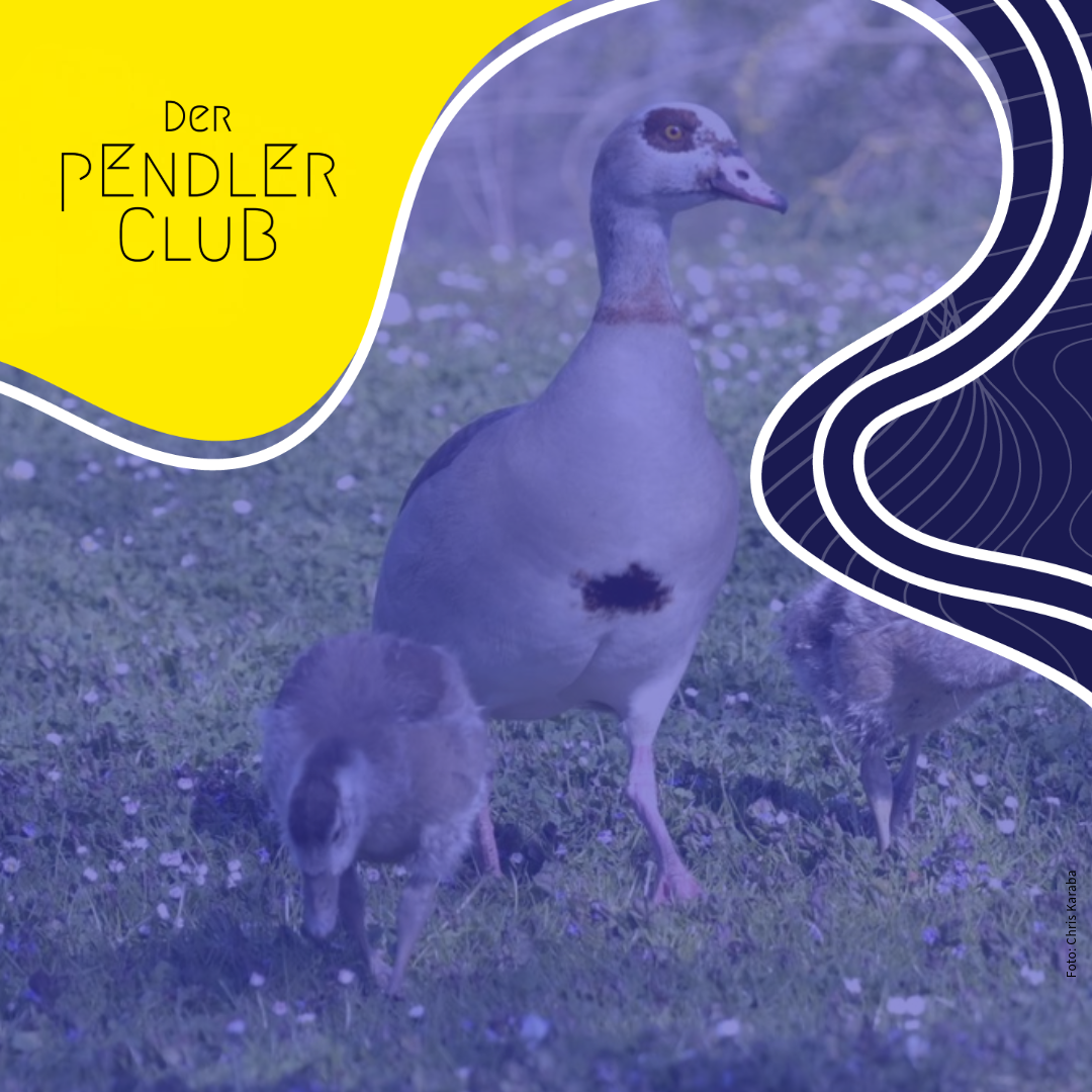 Geld, Gesetze und Gänse: Das Pendler-Update vom 15. April 2025