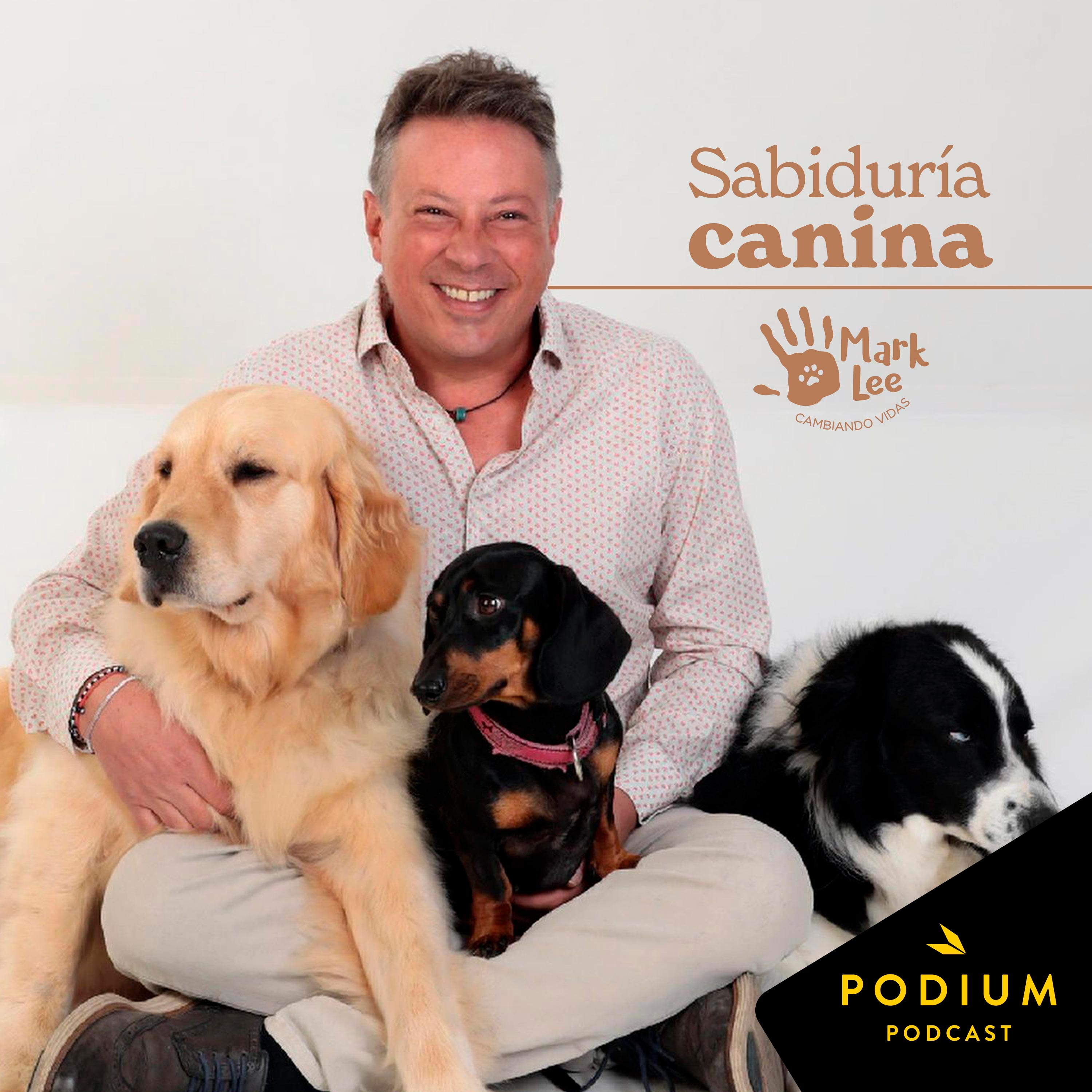 Imagen de Sabiduría Canina