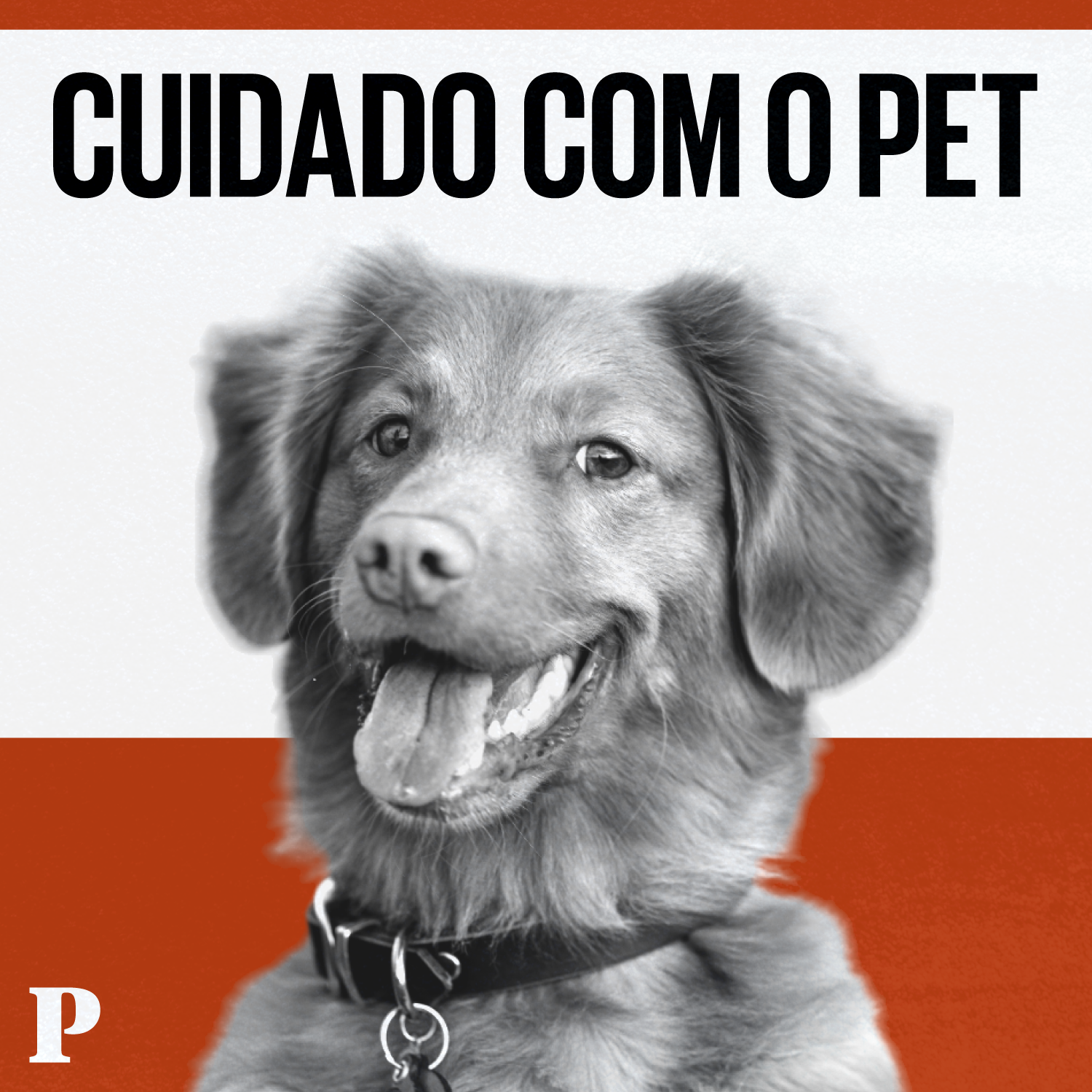 Cuidado com o Pet. Dos cães às chinchilas, que histórias esconde o UPVet?