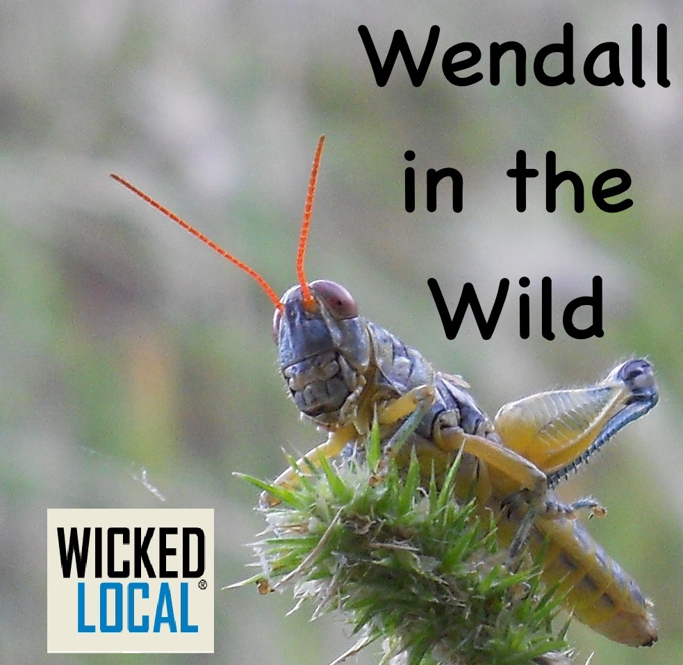 Wendall in the Wild