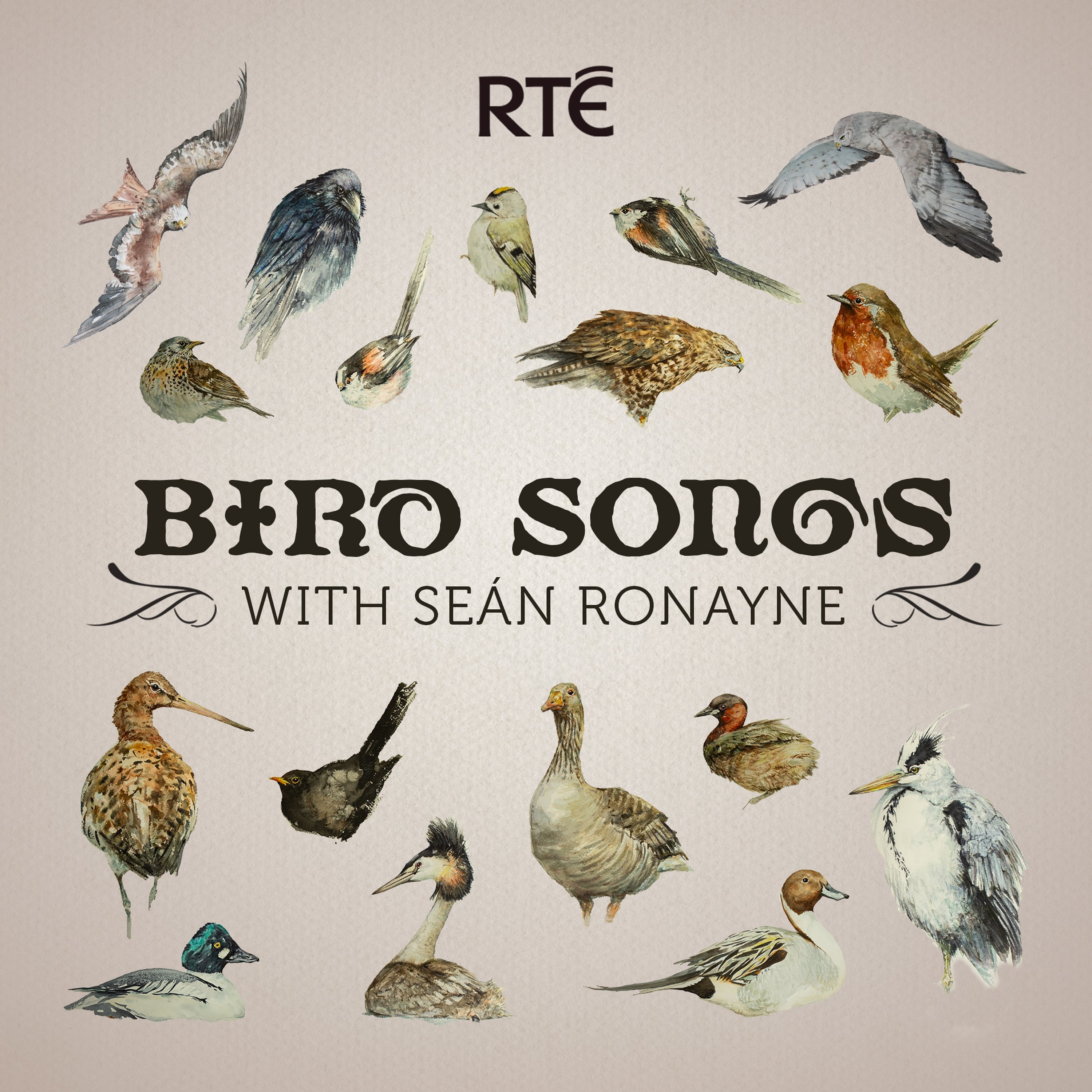 Artwork for Bird Songs with Seán Ronayne