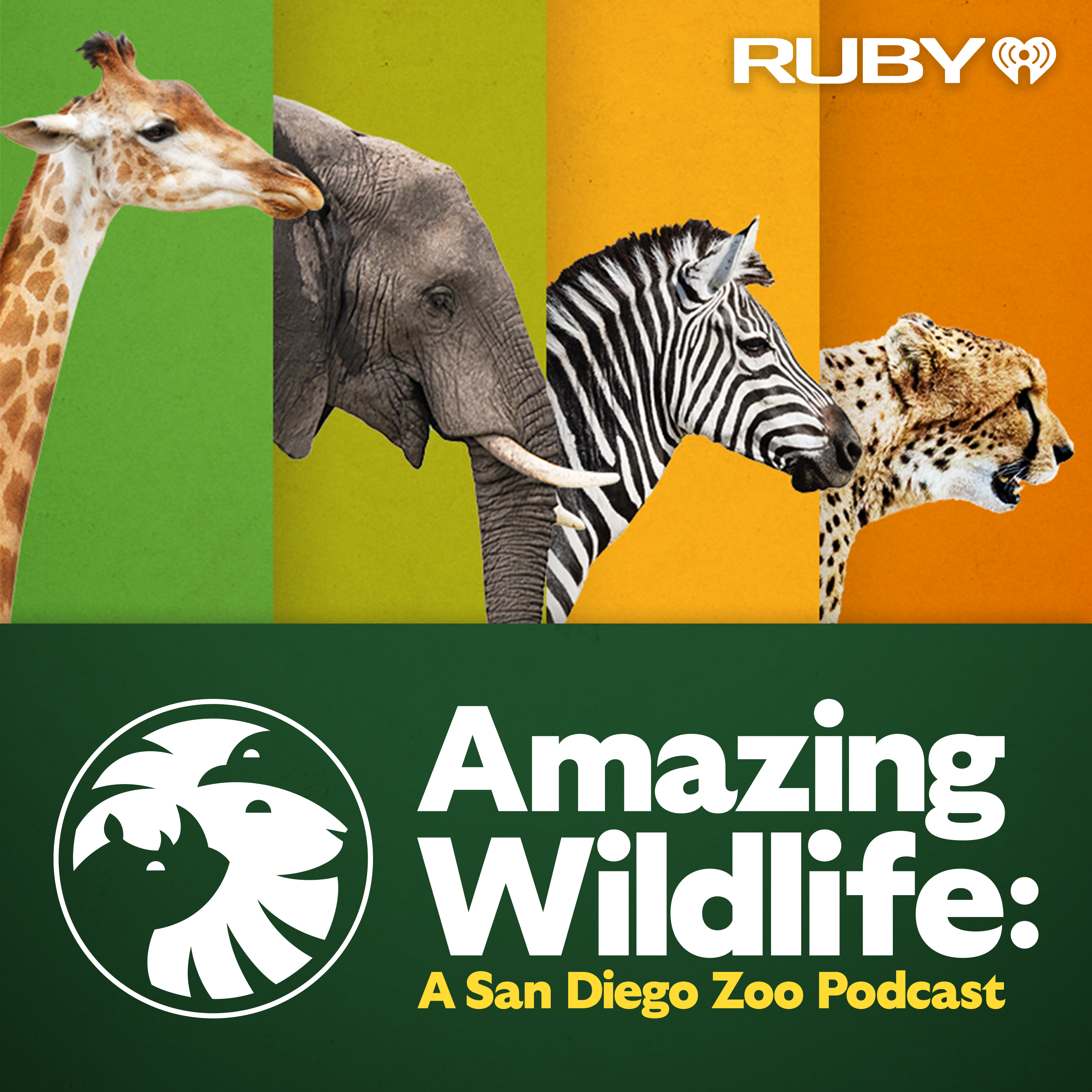 Amazing Wildlife: A San Diego Zoo Podcast Artwork