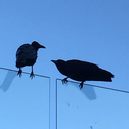 Bring Down The Birds