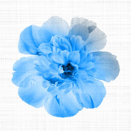 הרבנית ימימה מזרחי